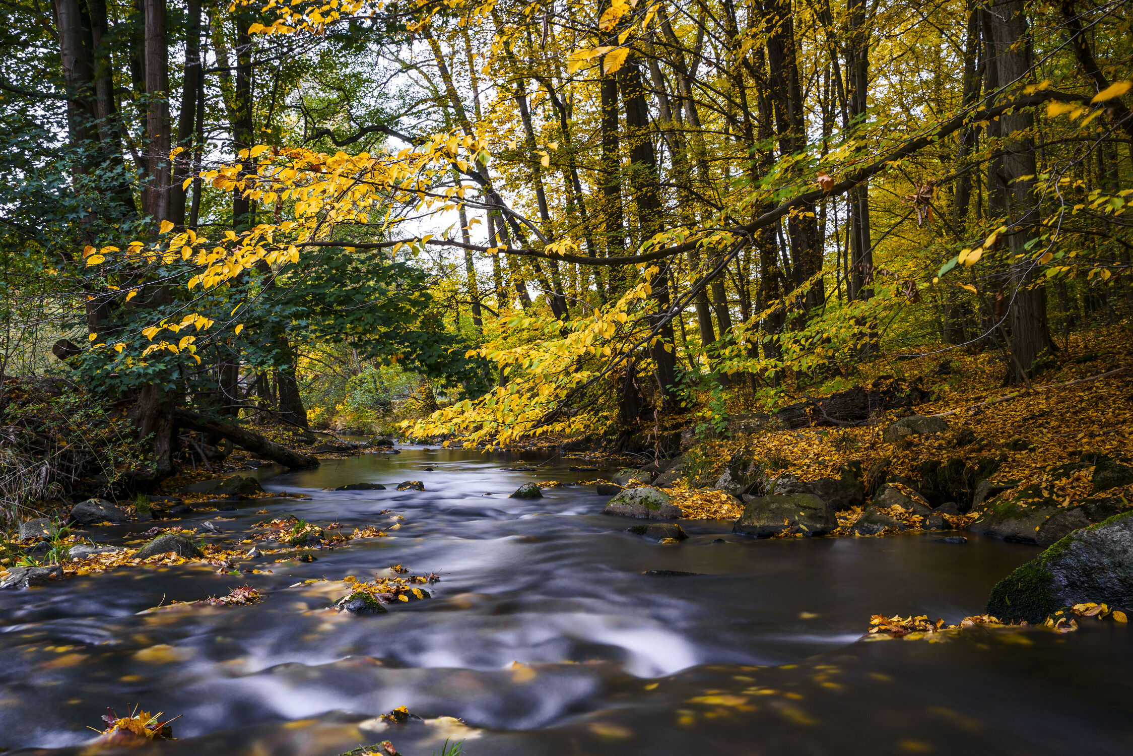 Bild mit Natur, Herbst, Landschaft, Laubwald, Oberlausitz, Fluss, herbstfarben, Lausitz, Löbauer Wasser
