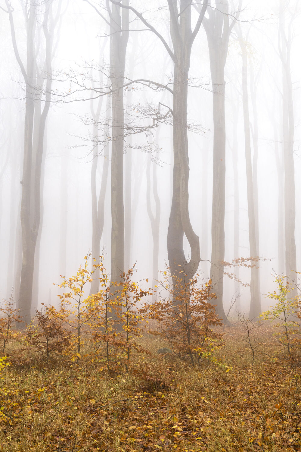 Bild mit Herbst, Laubbäume, Nebel, Landschaft, Gras, Gras, Buchenwald, Herbstwald, Lausitzer Gebirge