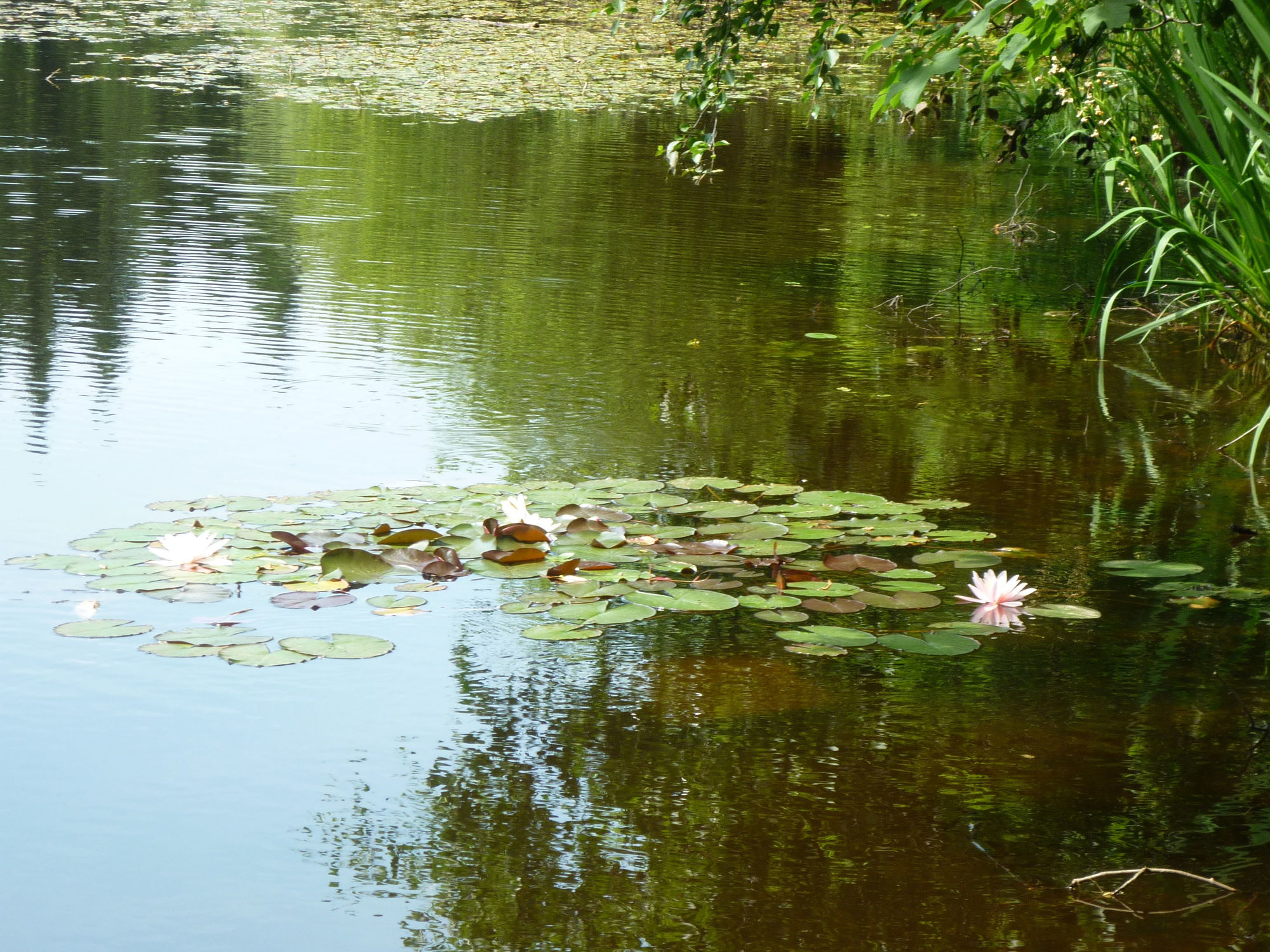 Bild mit Teich