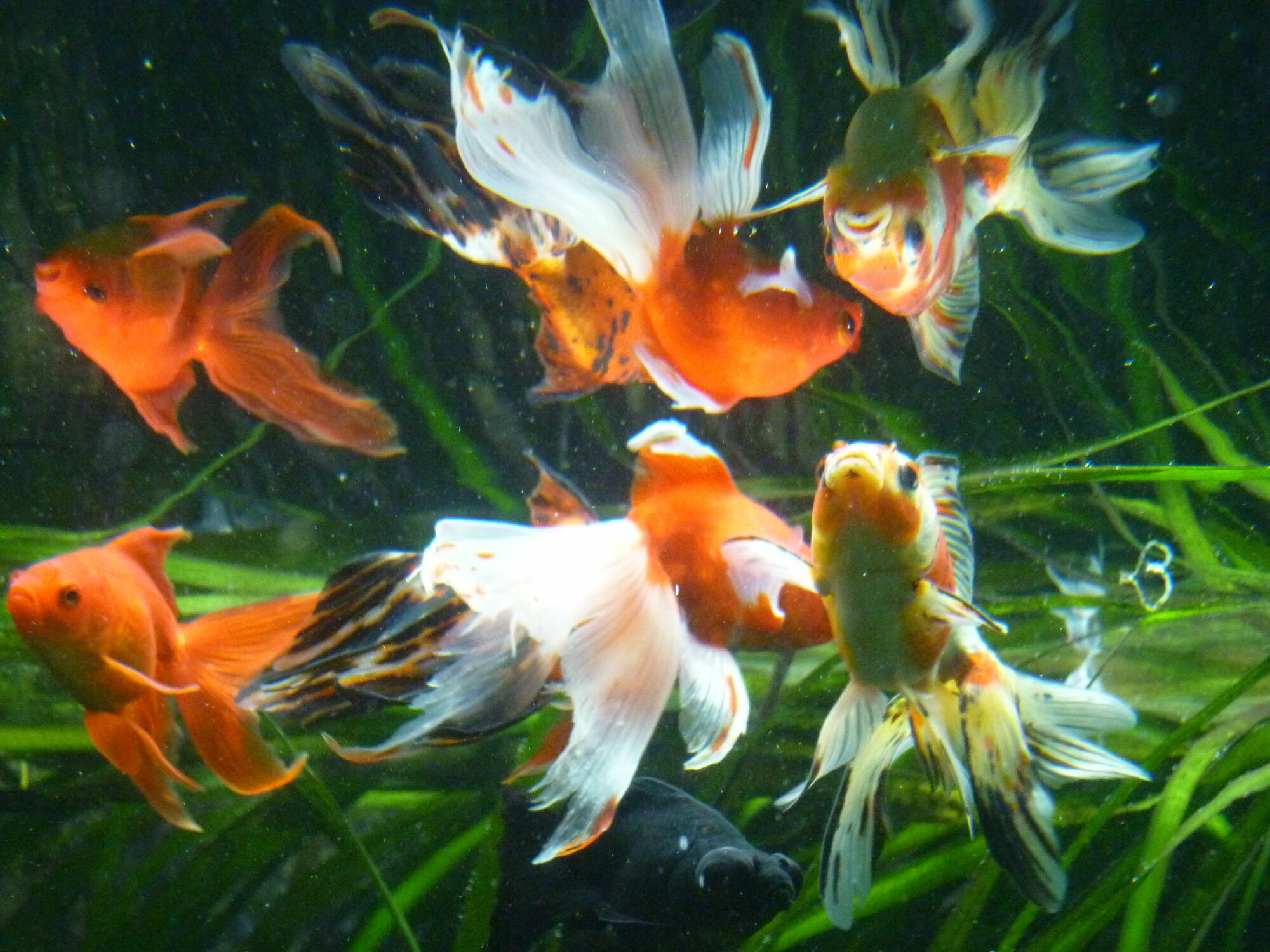 Bild mit Aquarium