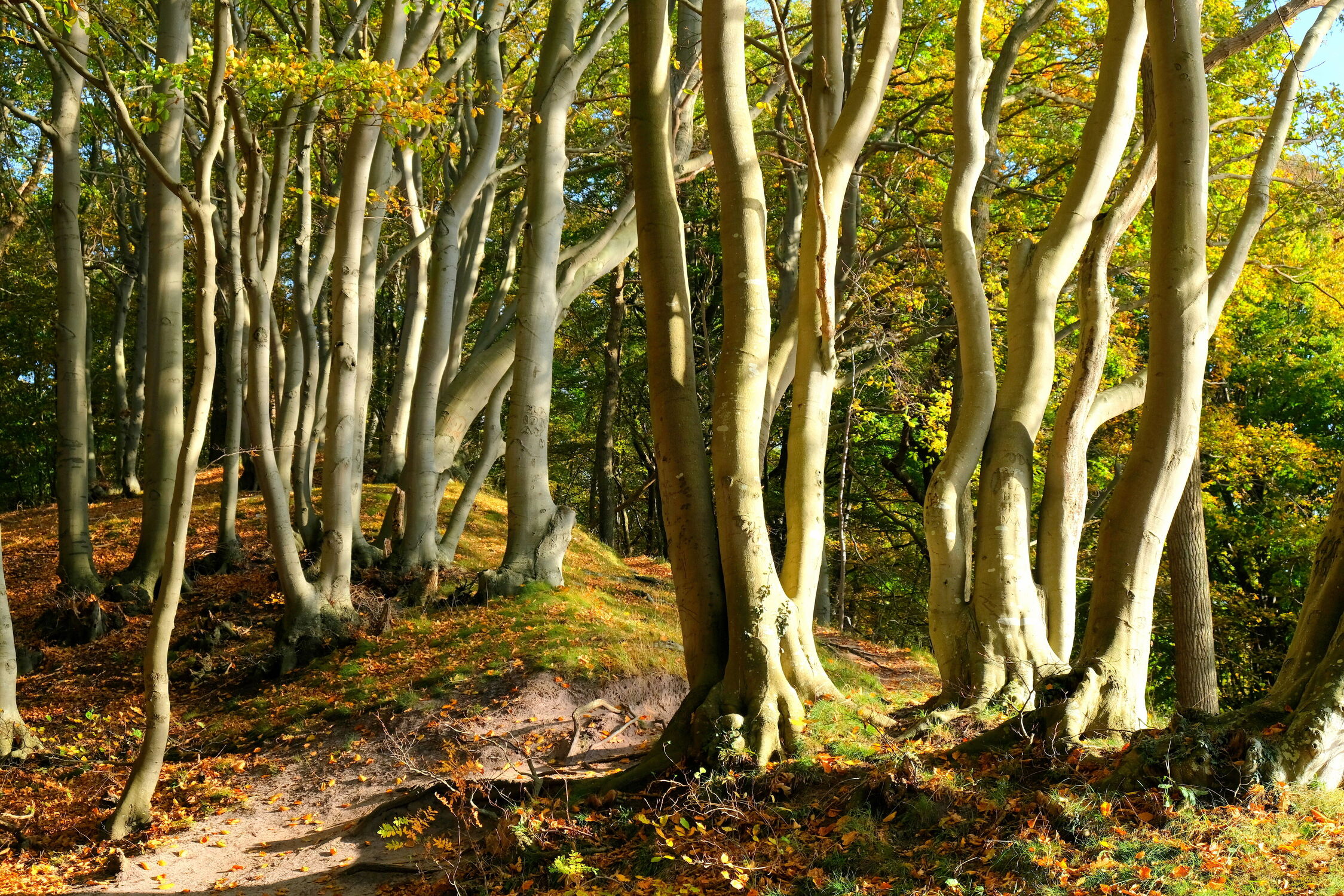 Bild mit Bäume, Herbst, Wald, Küste, Buchen, Buchenwald, Erholung, Oktober, Rügen, Herbstwald