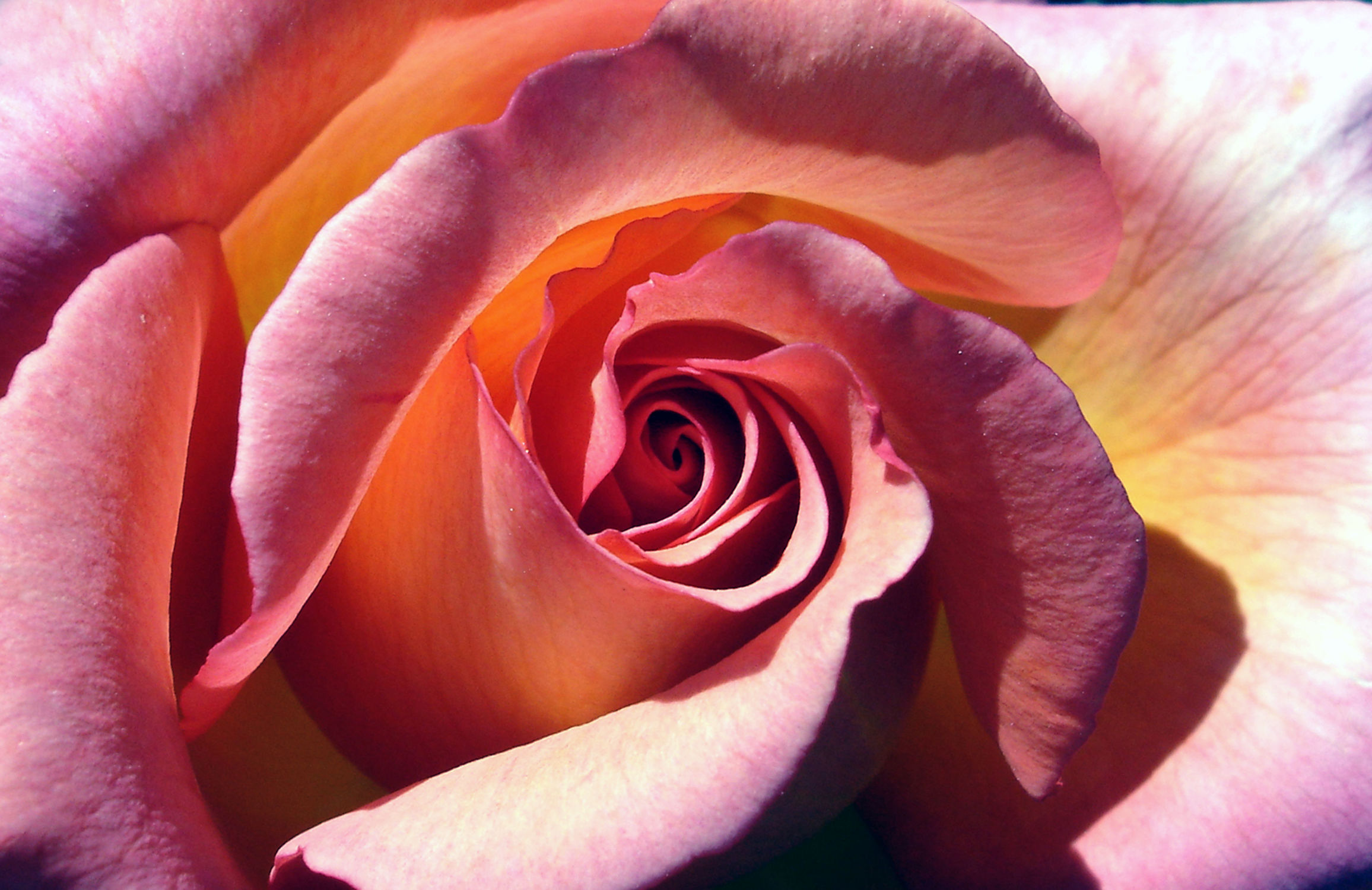 Bild mit Pflanzen, Rosa, Frühling, Rosen, Sommer, Pflanze, Rose, romantik, Schönheit, Blüten, blüte, frühjahr, Liebe