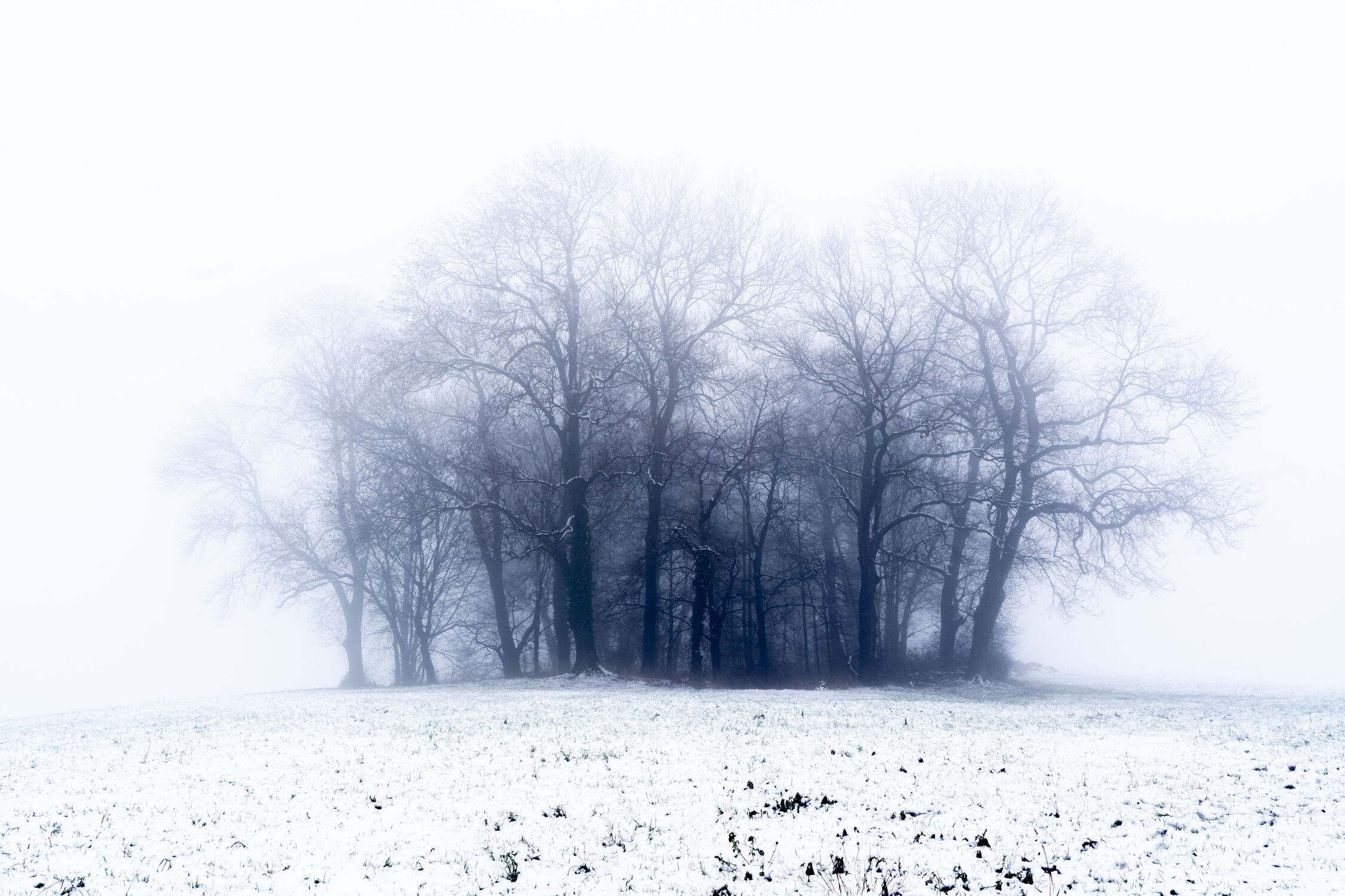 Bild mit Natur, Landschaften, Bäume, Winter, Schnee, Wälder, Deutschland, Nebel, Bergisches Land