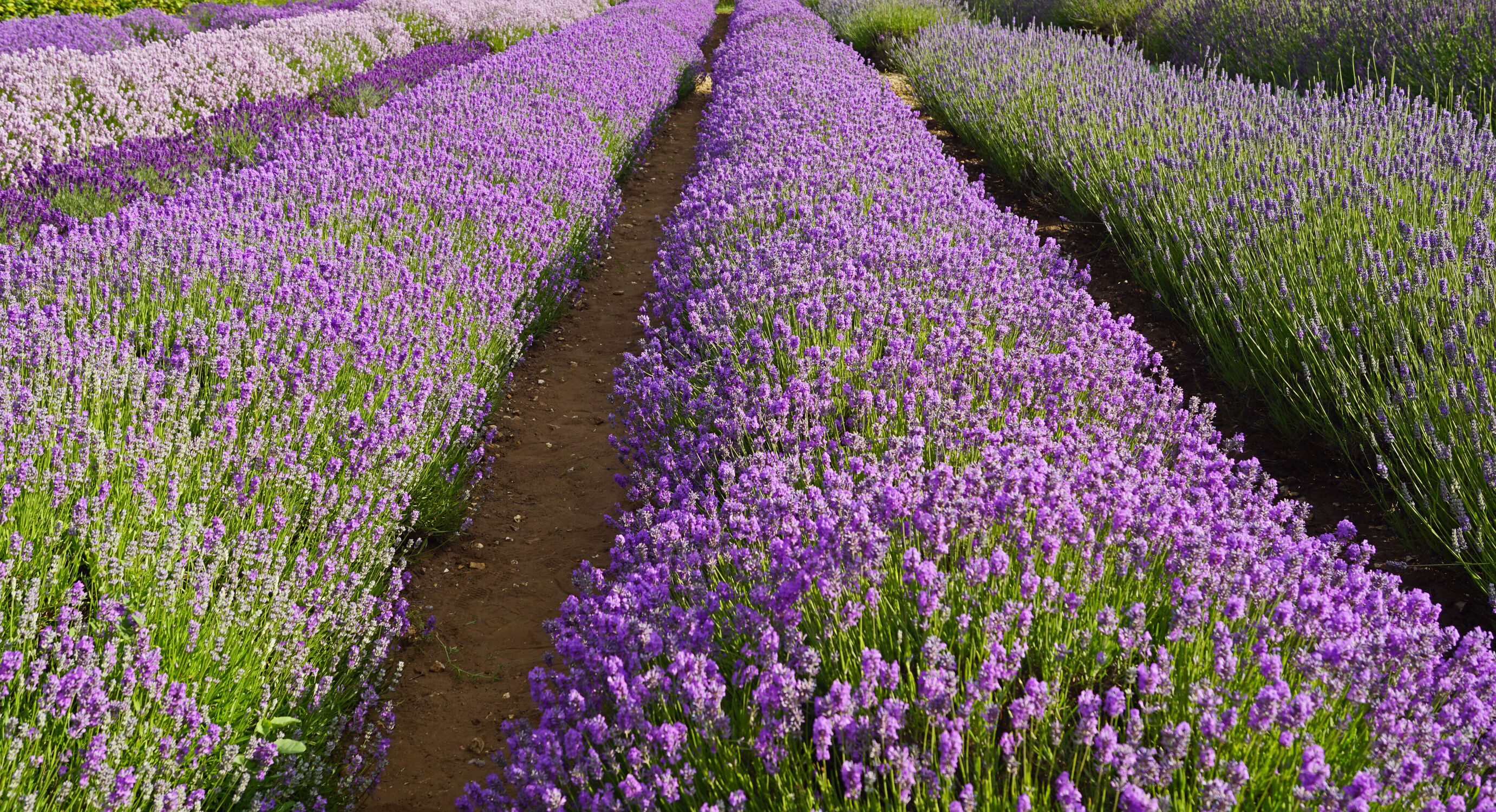 Bild mit Natur, Lavendel, England, Landschaft, Blume, Feld, blüte, großbritannien, landwirtschaft, Norfolk