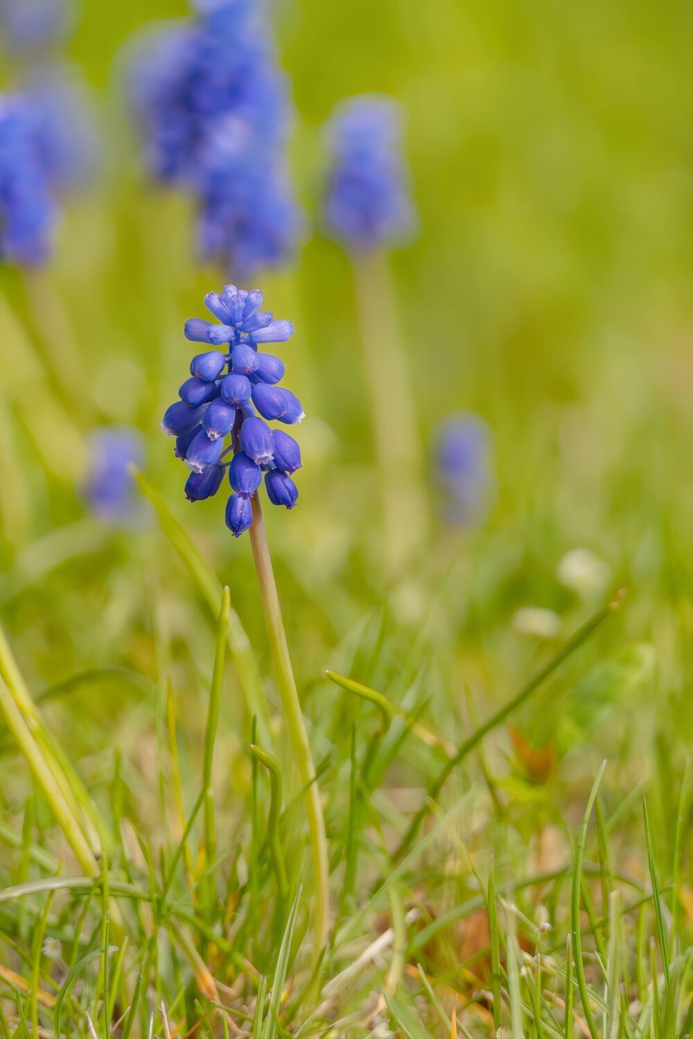Bild mit Frühling, Blau, Blume, Pflanze, Wiese, nahaufnahme, frühblüher, Rasen, traubenhyazinthe