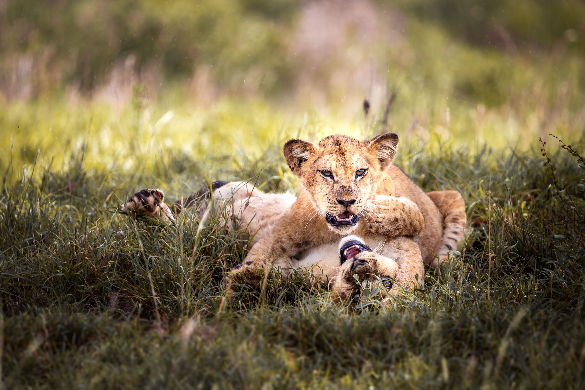 Bild mit Löwen, Löwe, Raubkatze, Kinder, Afrika, Savanne, süss, Spielen, spielendes Kätzchen, Kenia