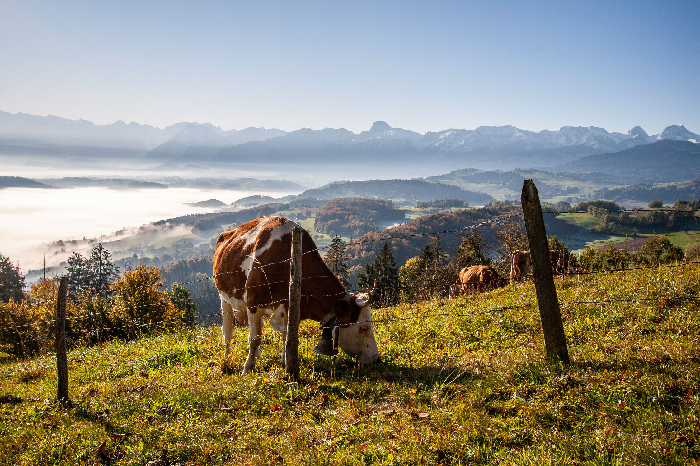 Bild mit Kühe, Nebel, Alpen, Weide, Kuh, Zaun, Hörner, Haustier, aussicht, Glocke