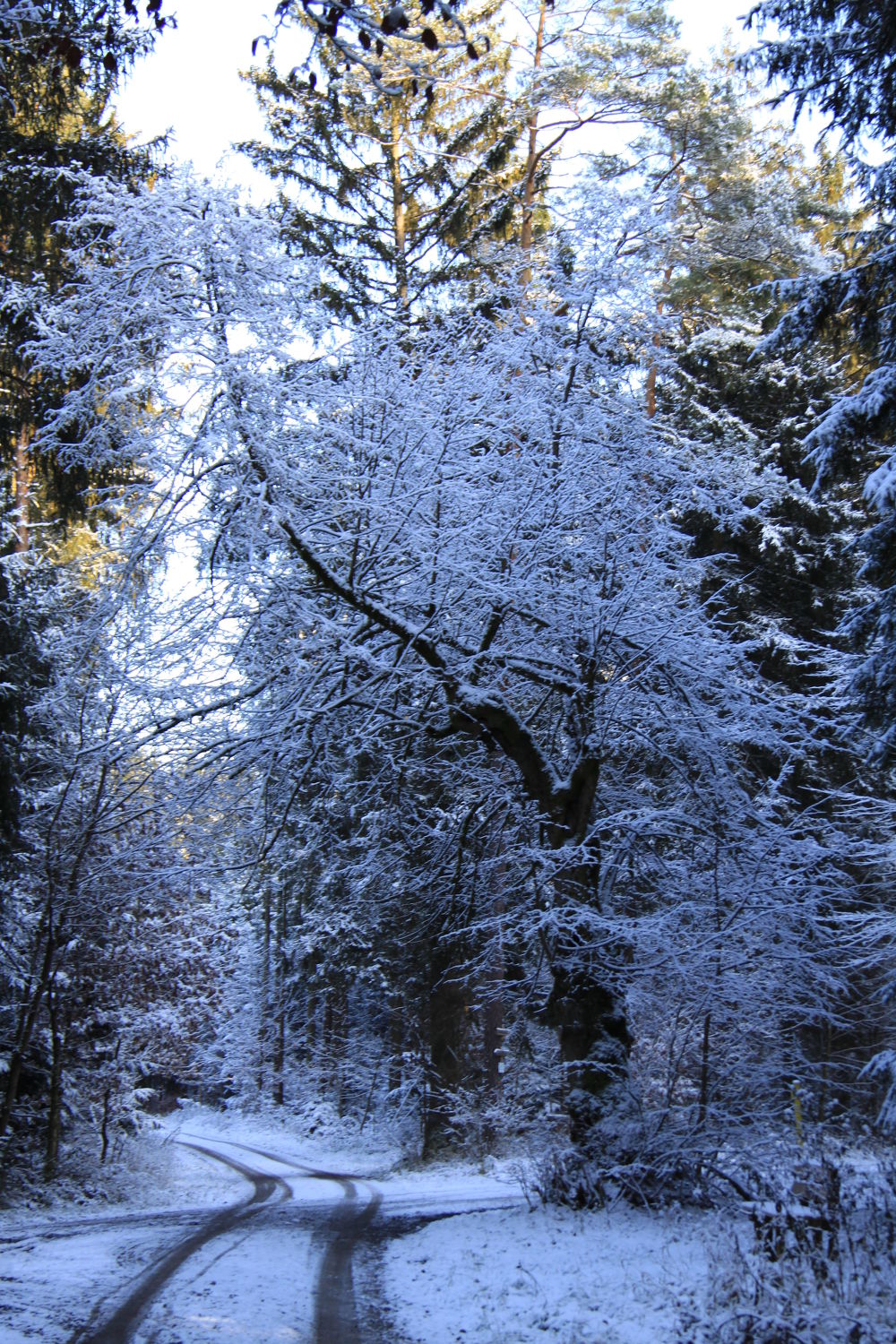 Bild mit winterlandschaft