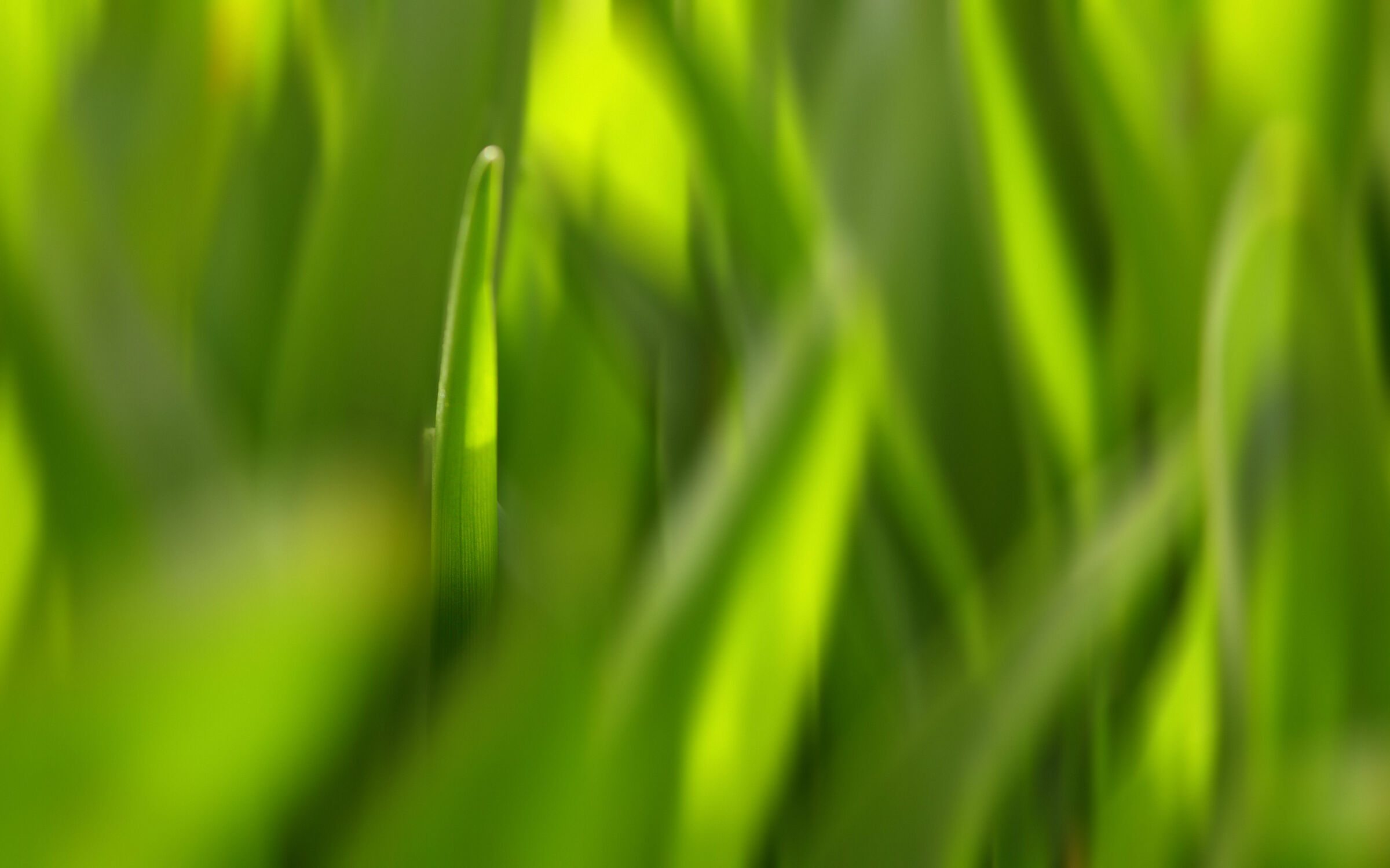 Bild mit Natur, Grün, Makro, Gras, Grashalm