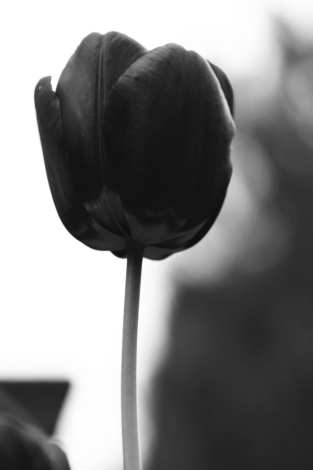 Bild mit Blumen, Blume, Tulpe, Tulpen, schwarz weiß, SW