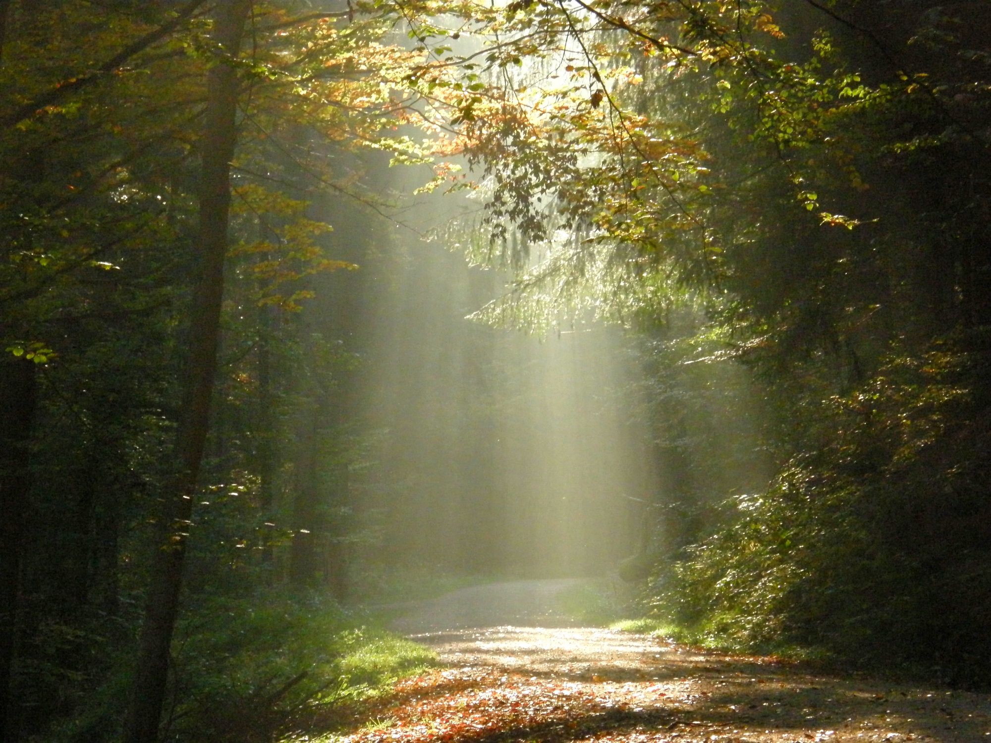 Bild mit Natur, Wälder, Wege, Wald, Lichtung, Weg, Spaziergang, Strahlen, spaziergänge