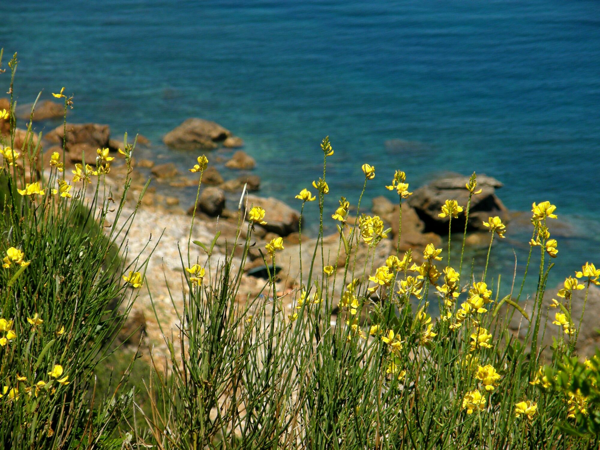 Bild mit Natur, Blumen, Strände, Italien, Strand, Meerblick, Meer, Sehnsucht nach Meer, ozean