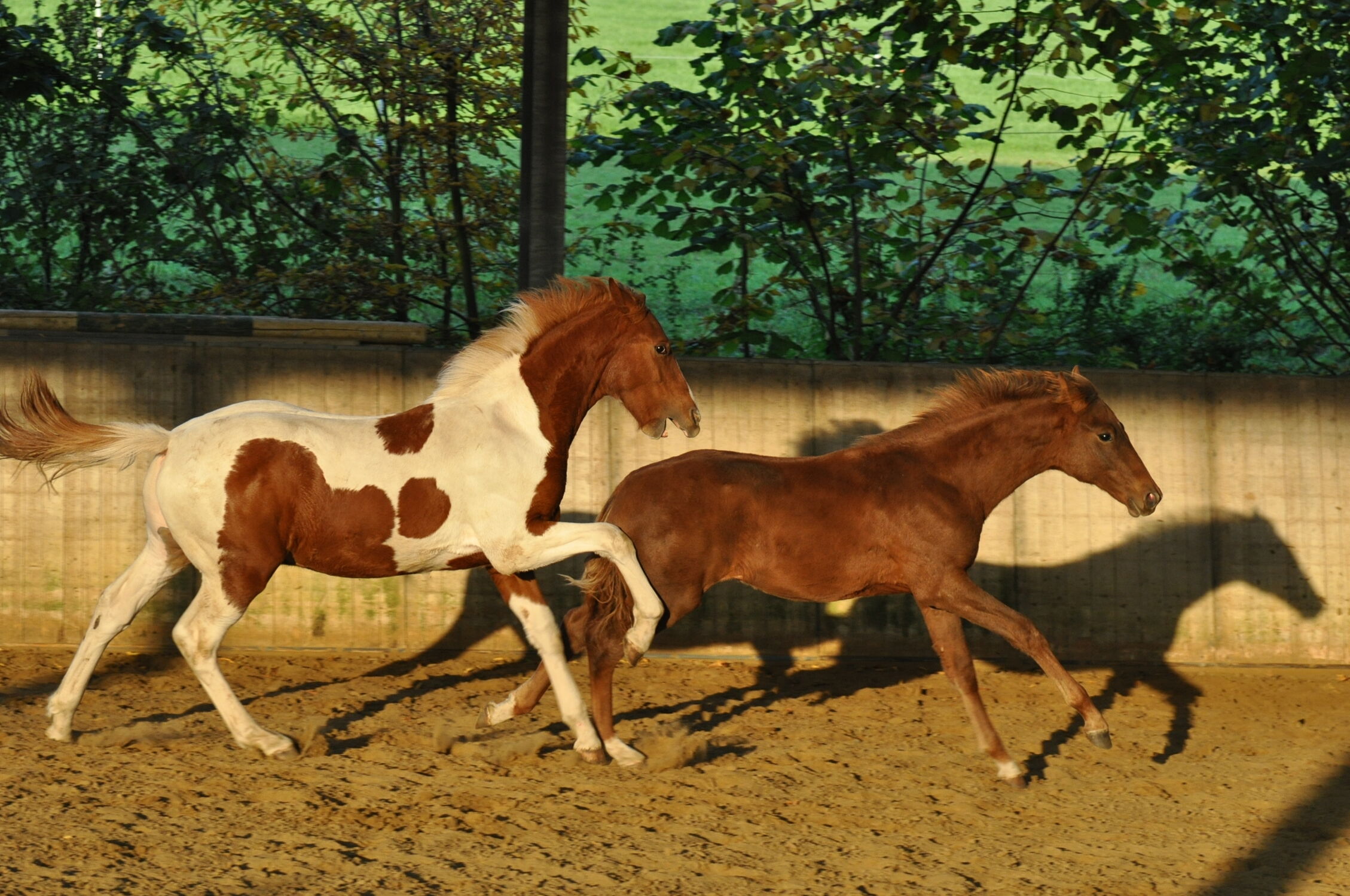 Bild mit Tiere, Pferde, Tier, Kinderbild, Kinderbilder, Pferd, reiten, Pferdeliebe, pferdebilder, pferdebild
