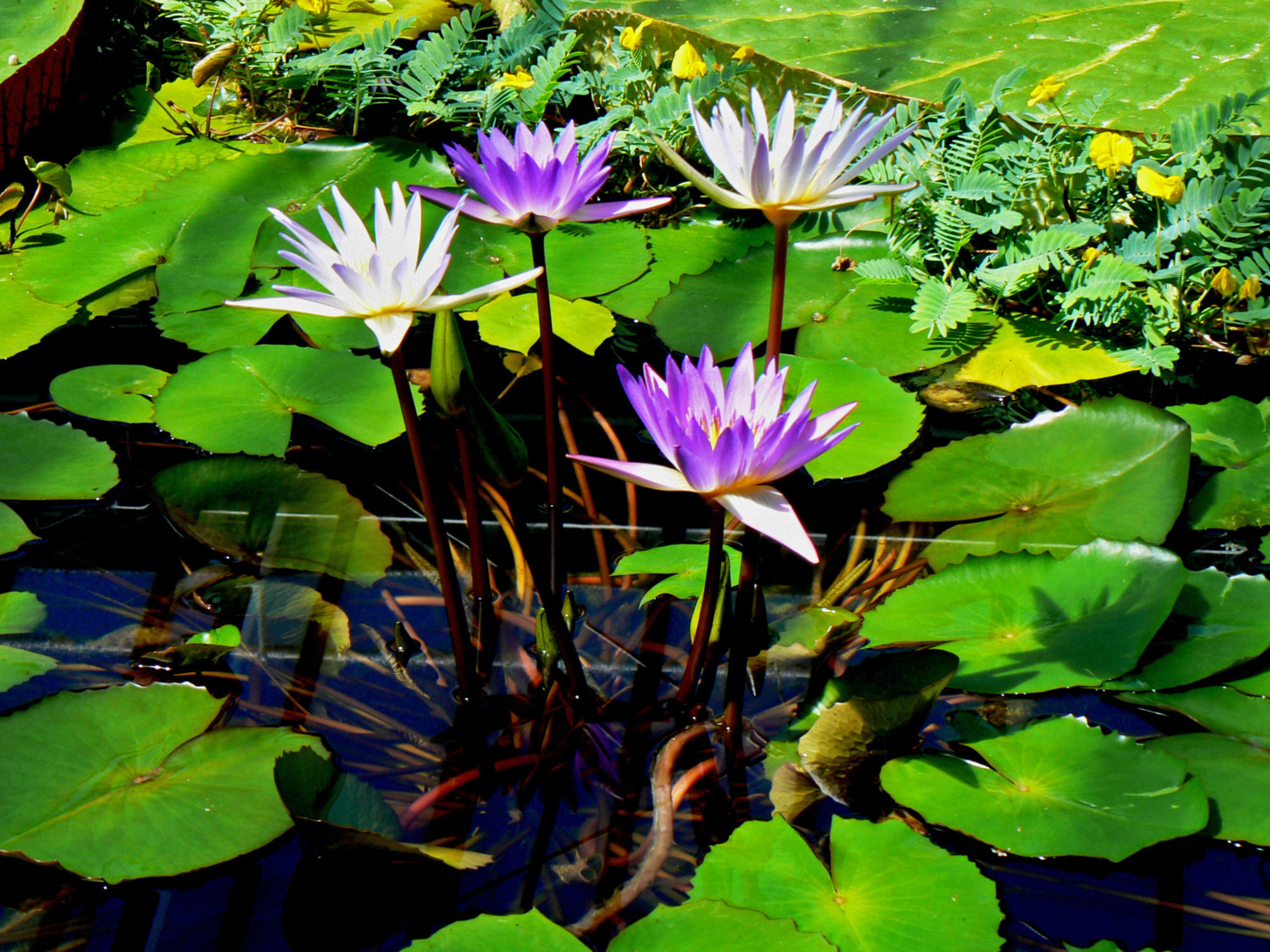 Bild mit Wasser, Seen, See, Teich, Seerosen, lotus, Blüten, blüte, Seerose, nahaufnahmen