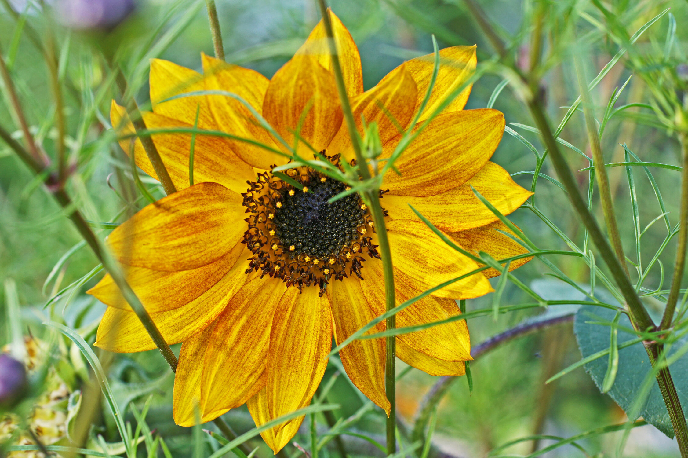 Bild mit Sonnenblumen