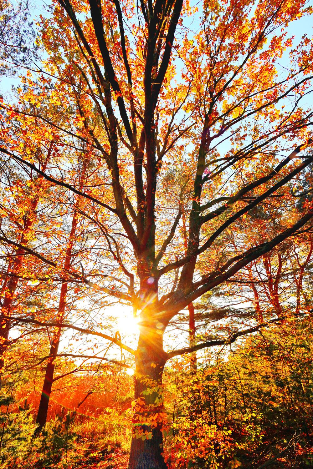 Bild mit Natur, Herbst, Baumkrone, Baum, Eiche, Landschaft, Laubbaum, Gegenlicht, Jahreszeit, autumn