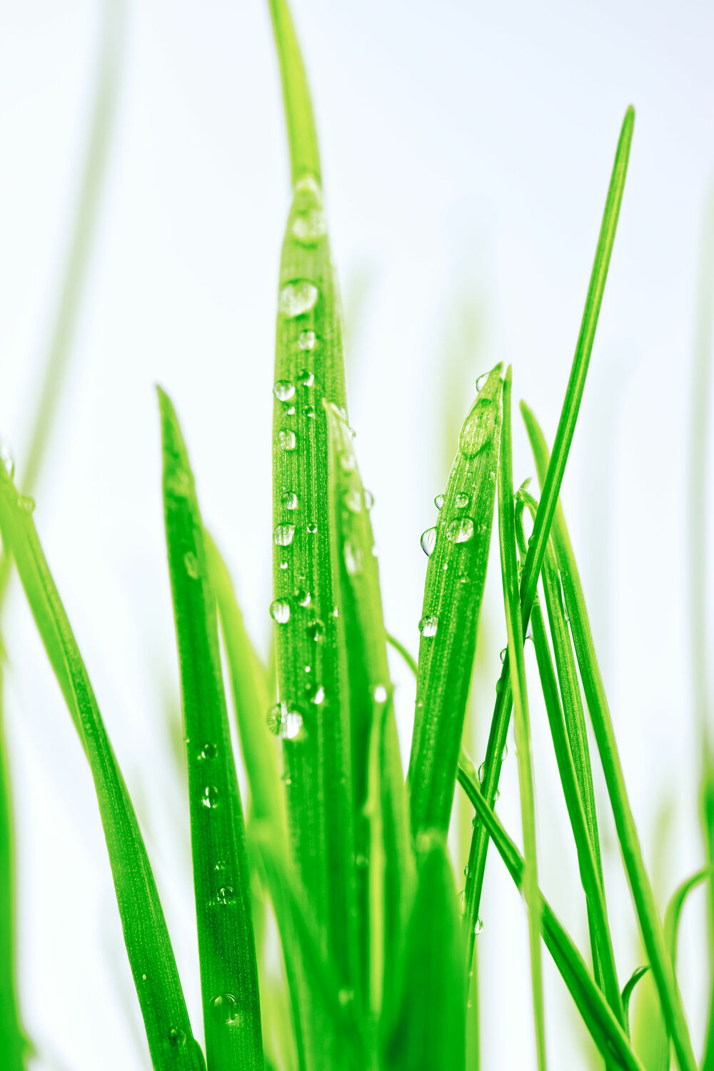 Bild mit Makrofotografie, Makro, Gras, Wassertropfen, Regentropfen, nahaufnahme, Grashalm