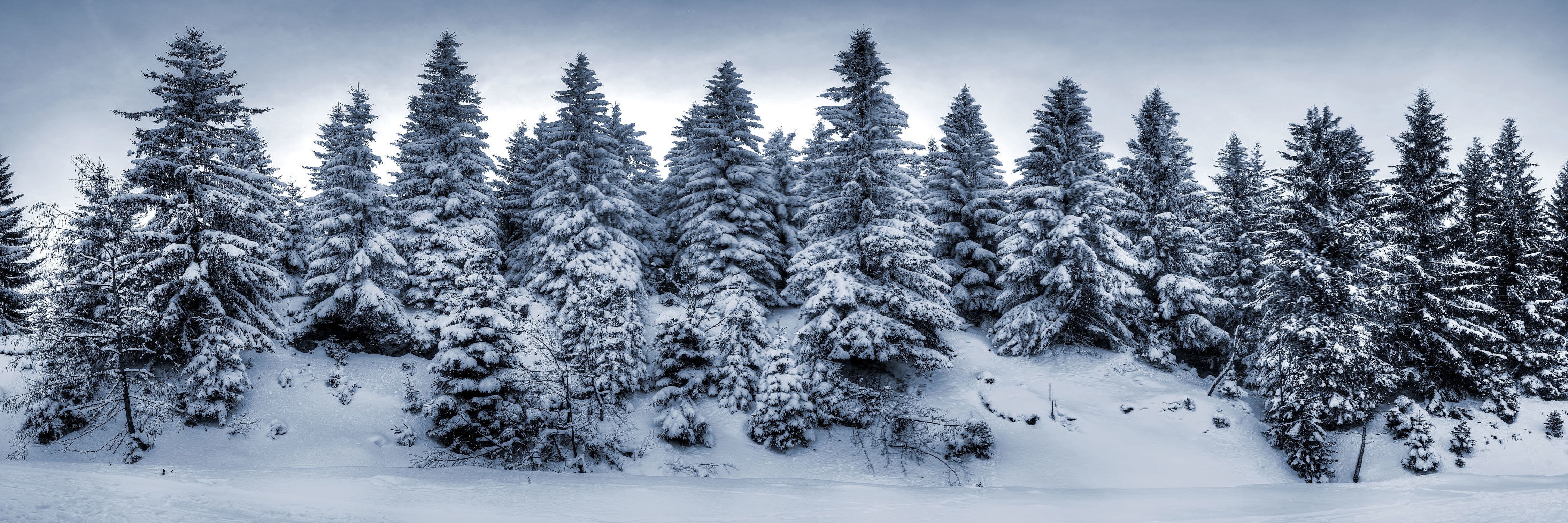 Bild mit Landschaften, Nadelbäume, Winter, Schnee, Landschaft, Weihnachten, winterlandschaft, Winterlandschaften, Harz, Kälte, Frost, winterwunder