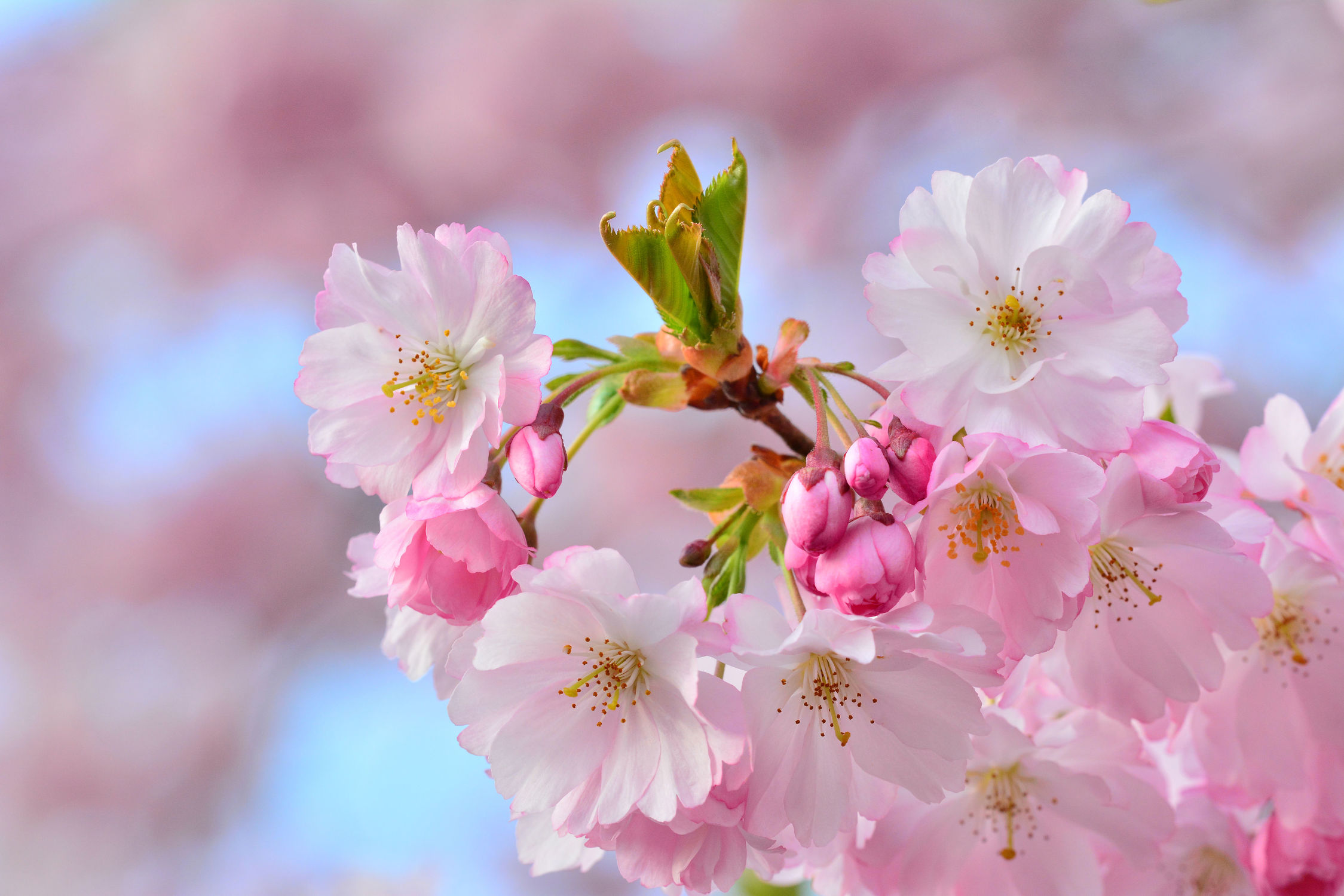 Bild mit Rosa, Frühling, Frühling, Blüten, garten, nahaufnahme, frühjahr, Japanische_Zierkirsche