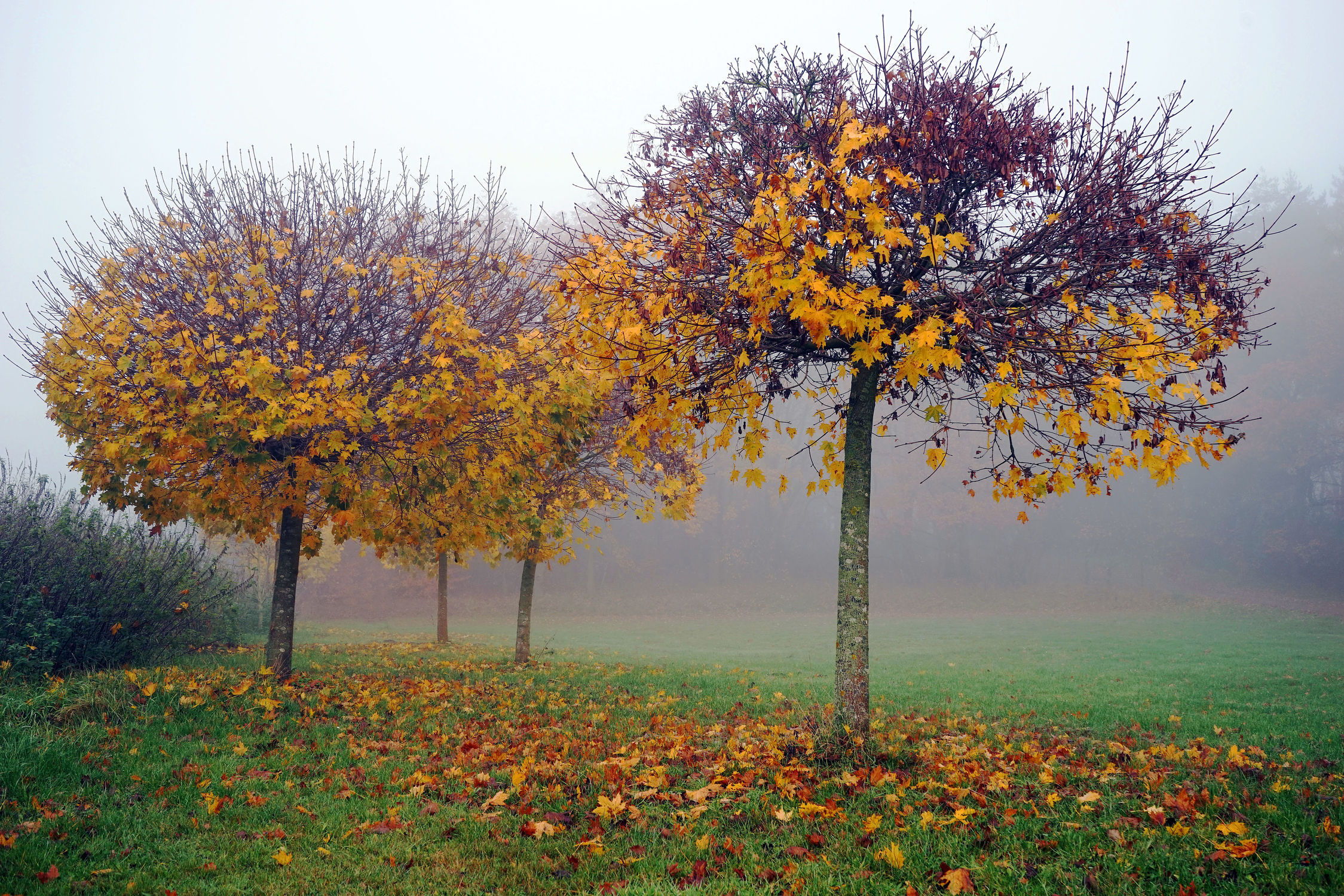 Bild mit Bäume, Herbst, Nebel, Blätter, November, Herbststimmung, Dunst, Kugelbäume