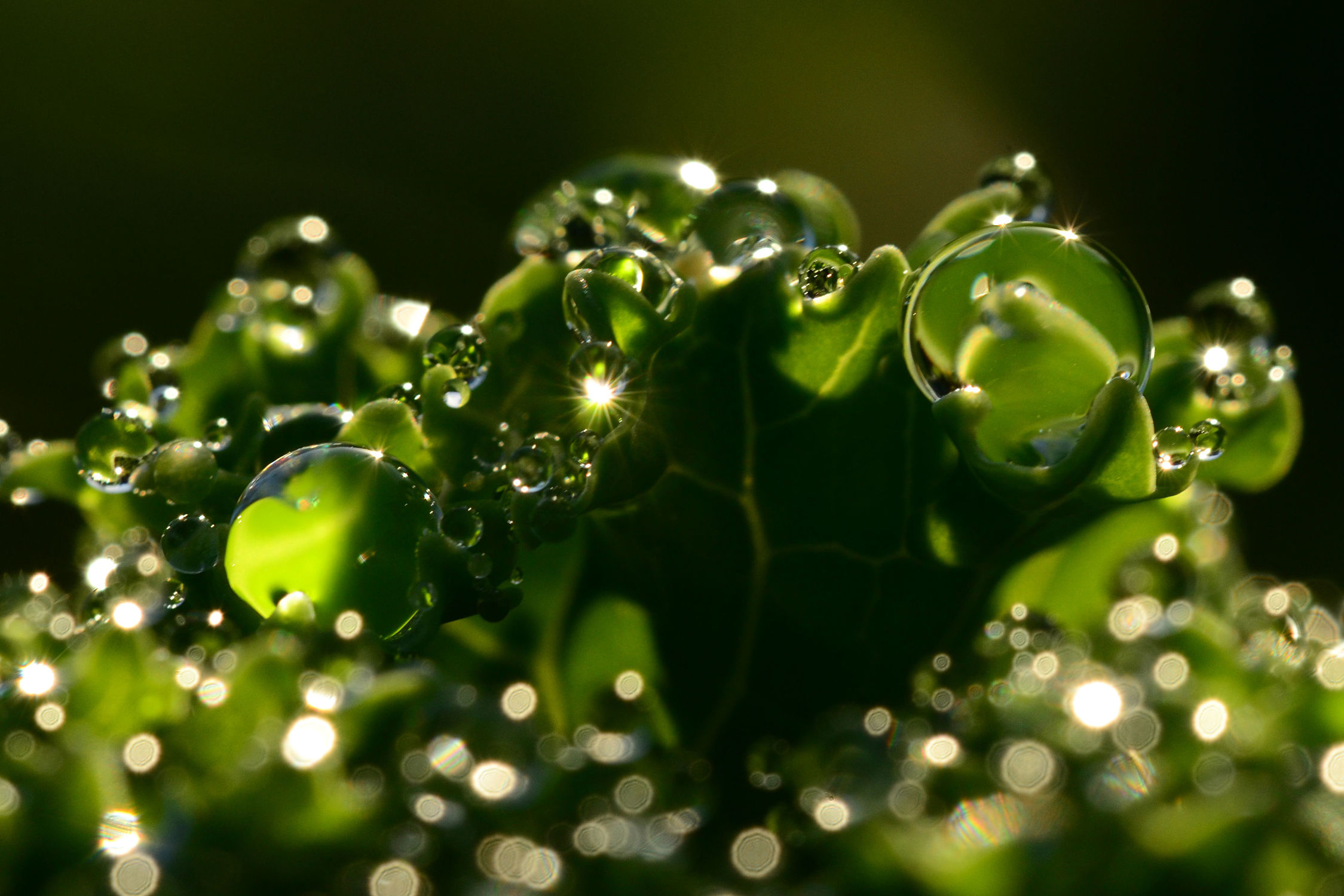Bild mit Wasser, Grün, Makro, Wassertropfen, Regentropfen, Tropfen, Makros, Tautropfen, Perlen