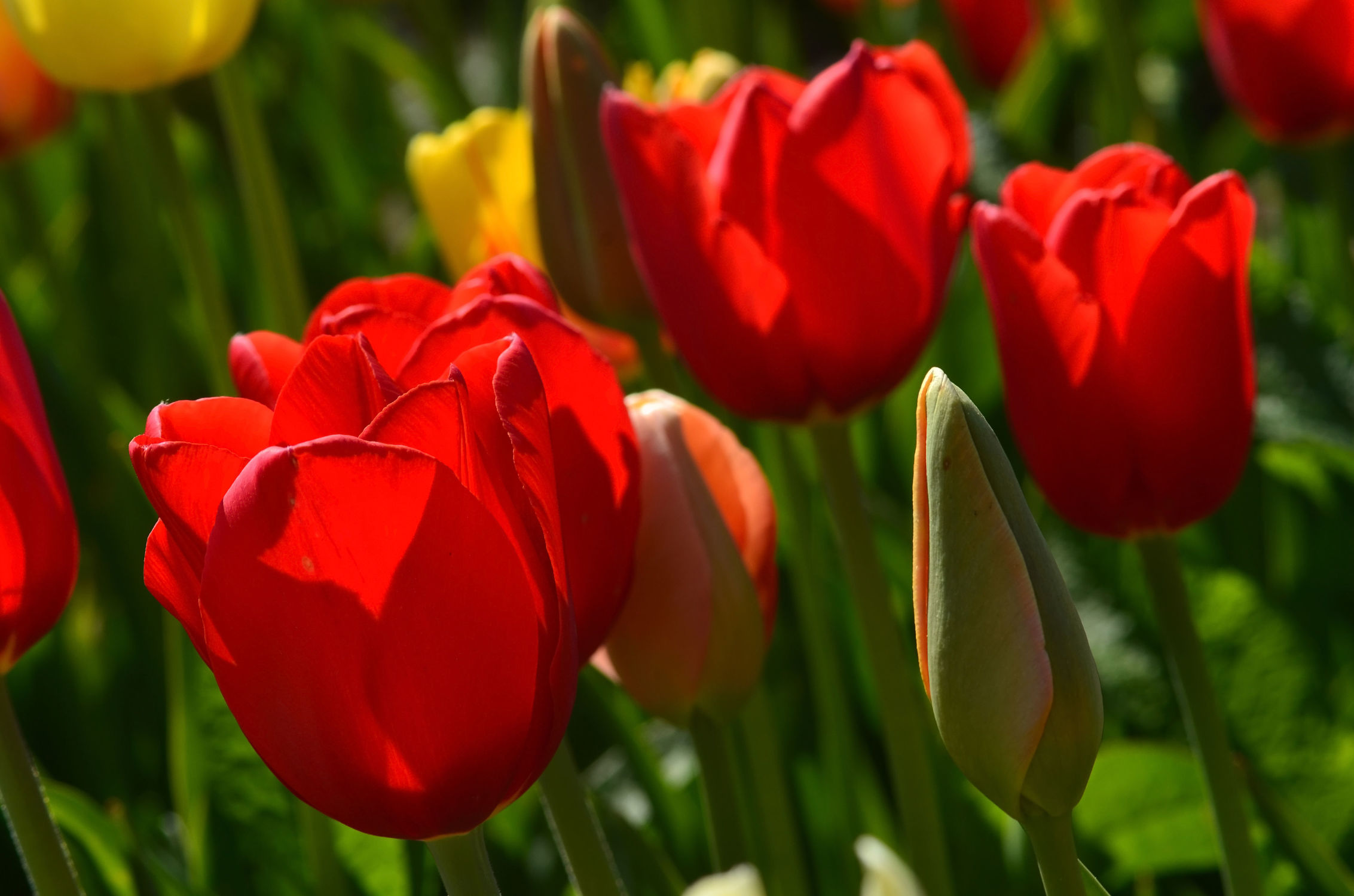 Bild mit Blumen, Frühling, Rot, Tulpen, garten, frühjahr, Knospe