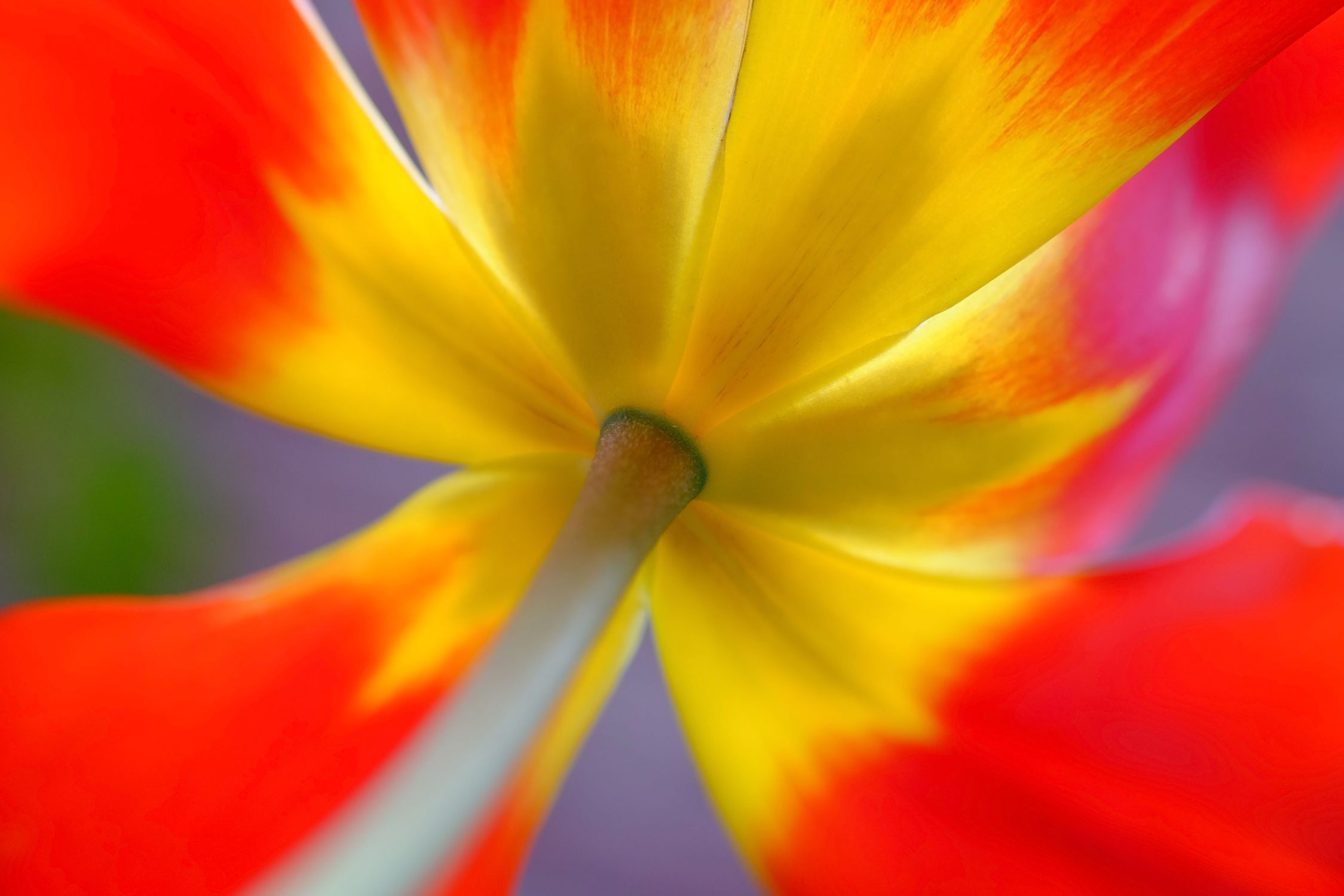 Bild mit Gelb, Frühling, Rot, Blätter, Tulpen, Extras