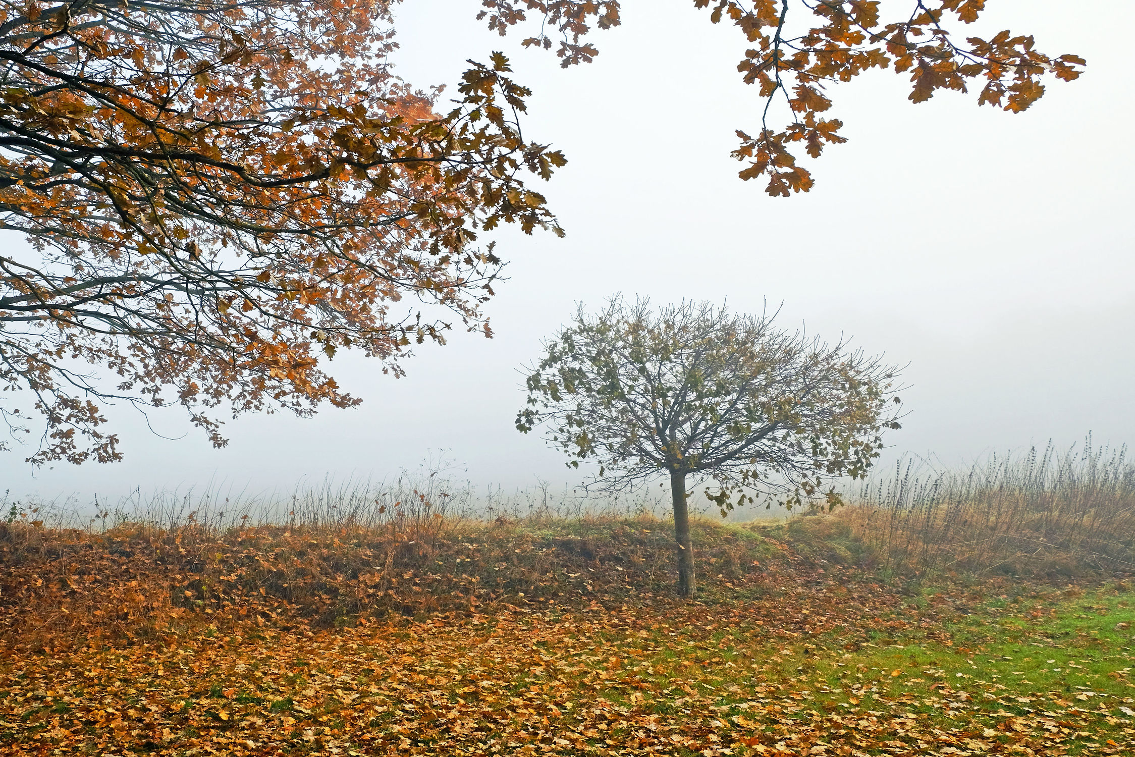 Bild mit Bäume, Weiß, Herbst, Herbst, Nebel, Braun, Blätter, Morgenstimmung, grau, Dunst
