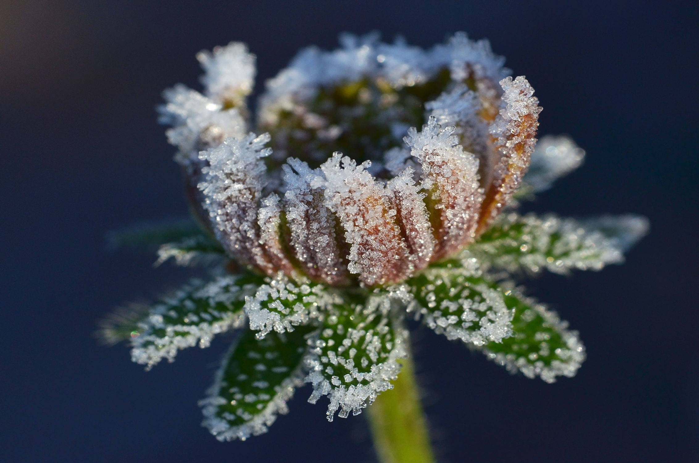Bild mit Winter, Blumen, Herbst, Makro, Winterzeit, nahaufnahme, Eiskristalle