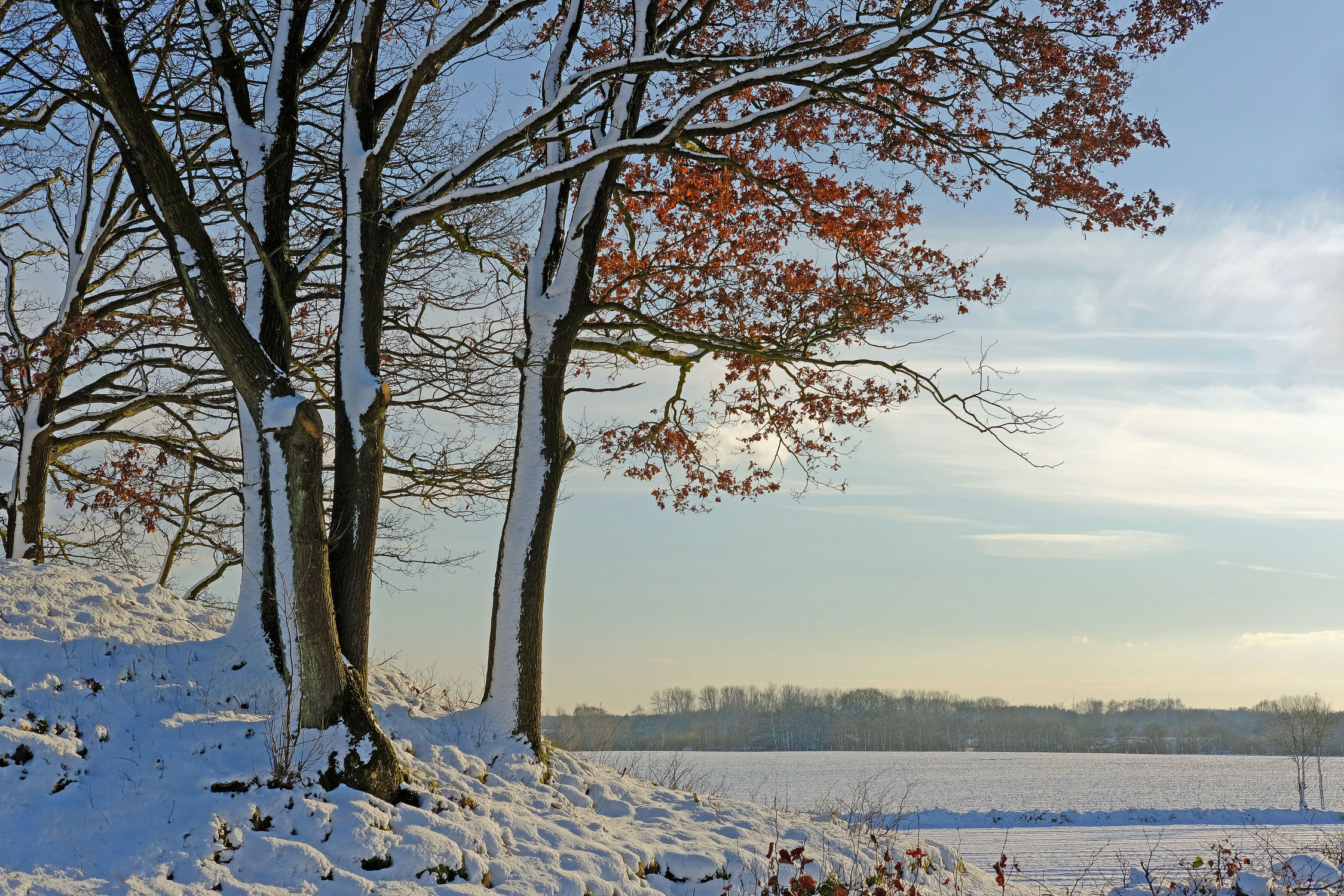 Bild mit Landschaften, Bäume, Schnee, Landschaft, Landschaft, Gegenlicht, Winterzeit, Abendlicht