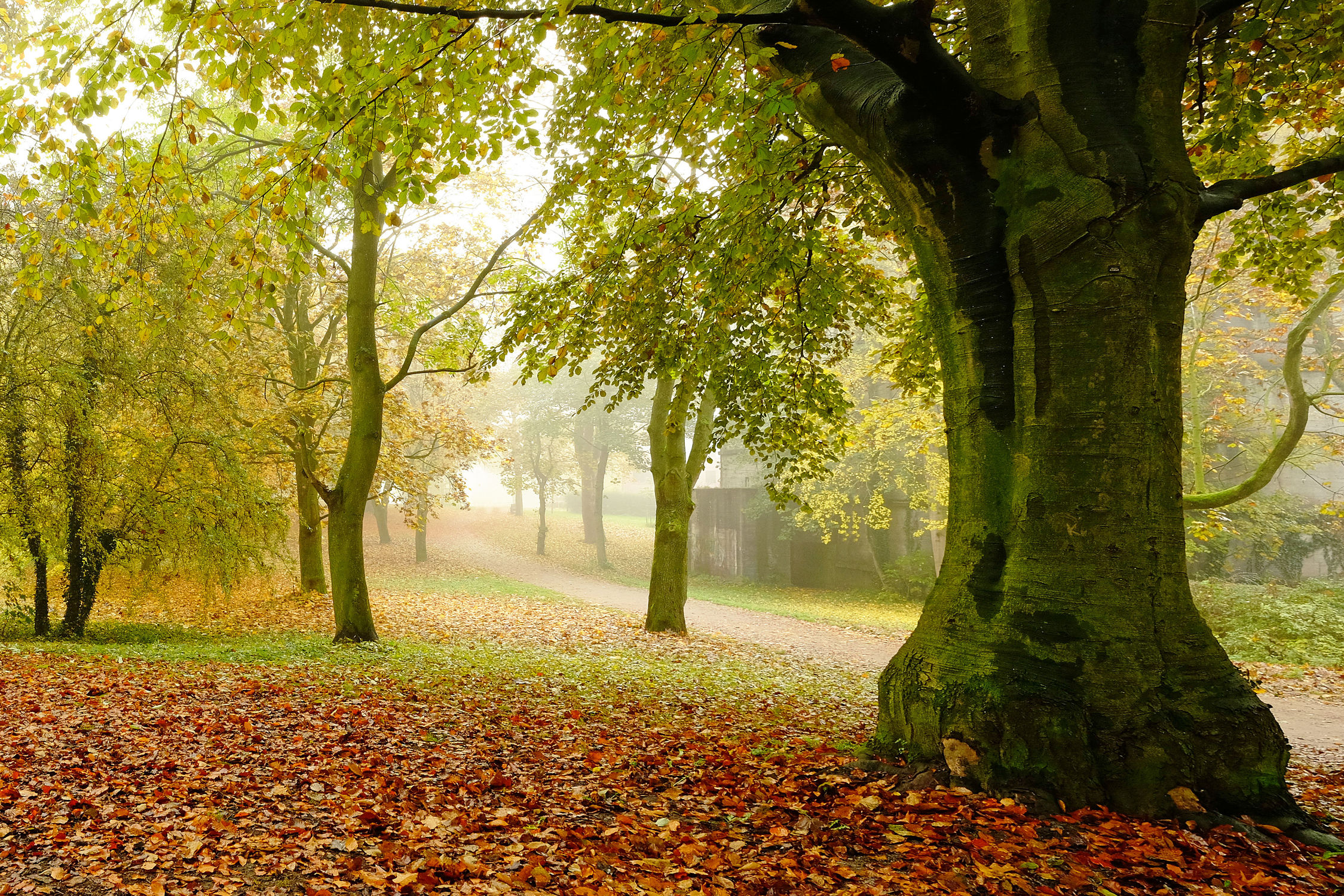 Bild mit Bäume, Herbst, Nebel, Emden, Ostfriesland, weite, Dunst, Stärke, Wallring, große, Dimensionen, Kräfte, Wallanlage, Tiefe, Emder_Wall