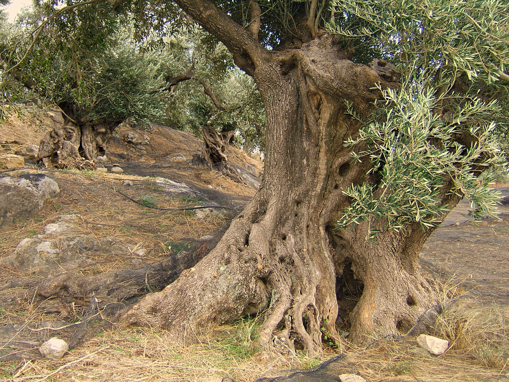 Bild mit alt, südeuropa, Kreta, Südkreta, Knorrig, Olivenbaum