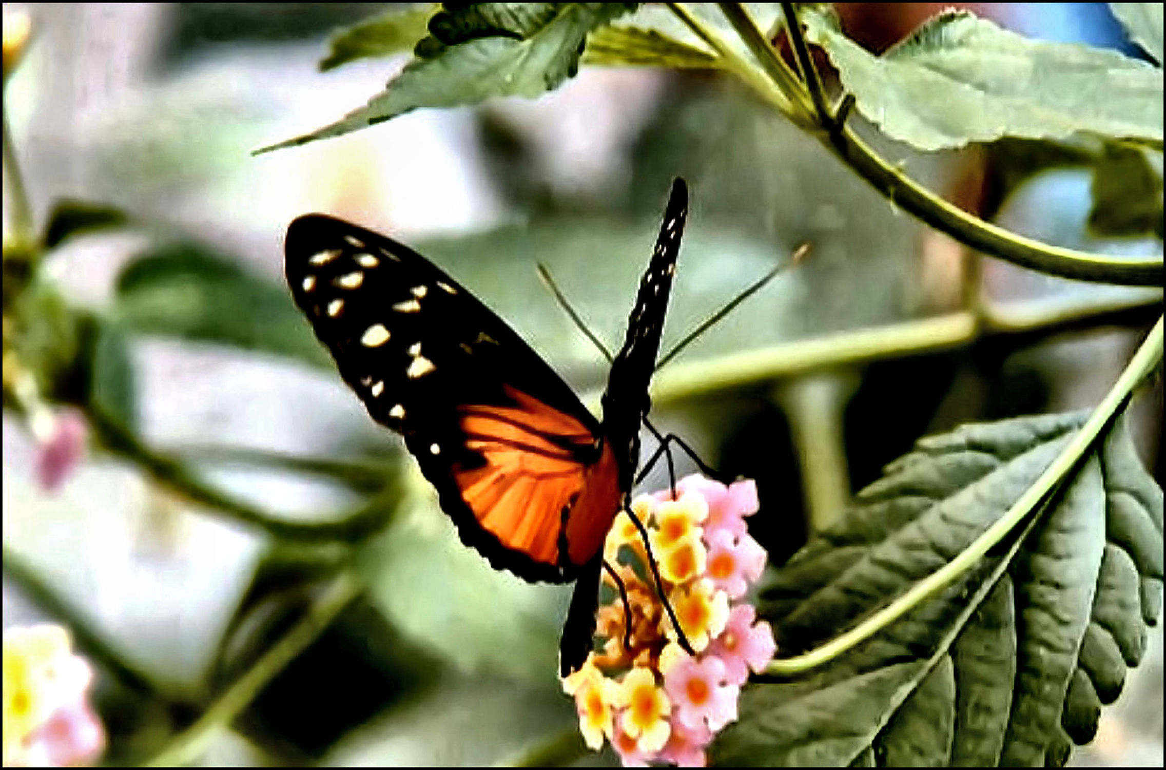 Bild mit Natur, Insekten, Schmetterlinge, Tier, Tiere/Insekten, Schmetterling, Frühlingsidylle