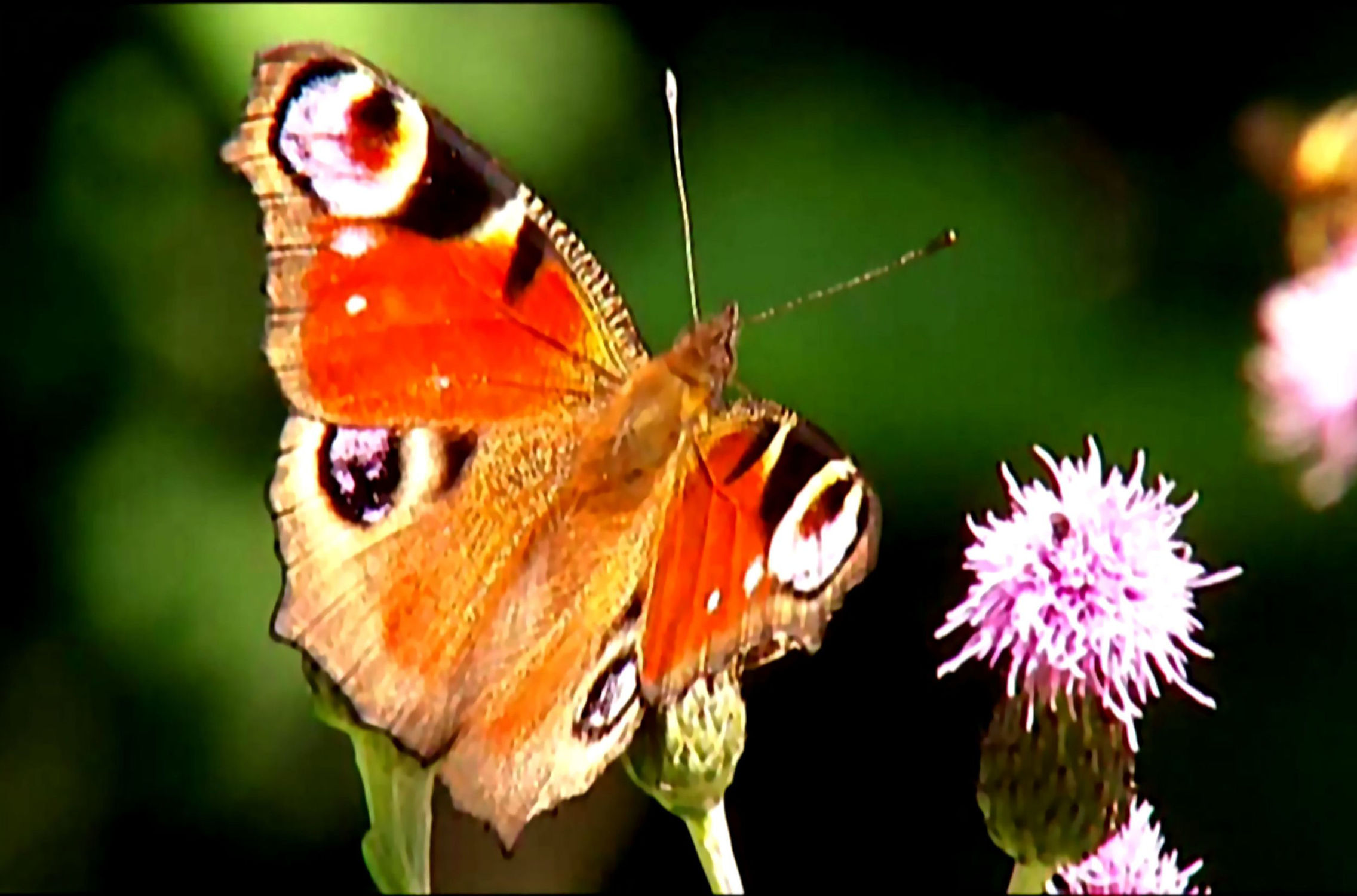Bild mit Makroaufnahme, Schmetterling, Blumenmakro, Blumenmakro, Digitale Blumen