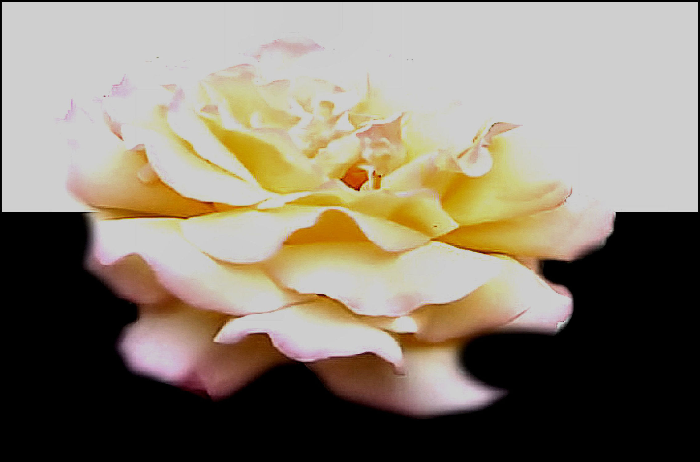 Bild mit Rosen, Makro Rose, Rosenblüte, Blumen im Makro, Digital Art, Digitale Kunst, Blumenmakro, Digitale Blumen