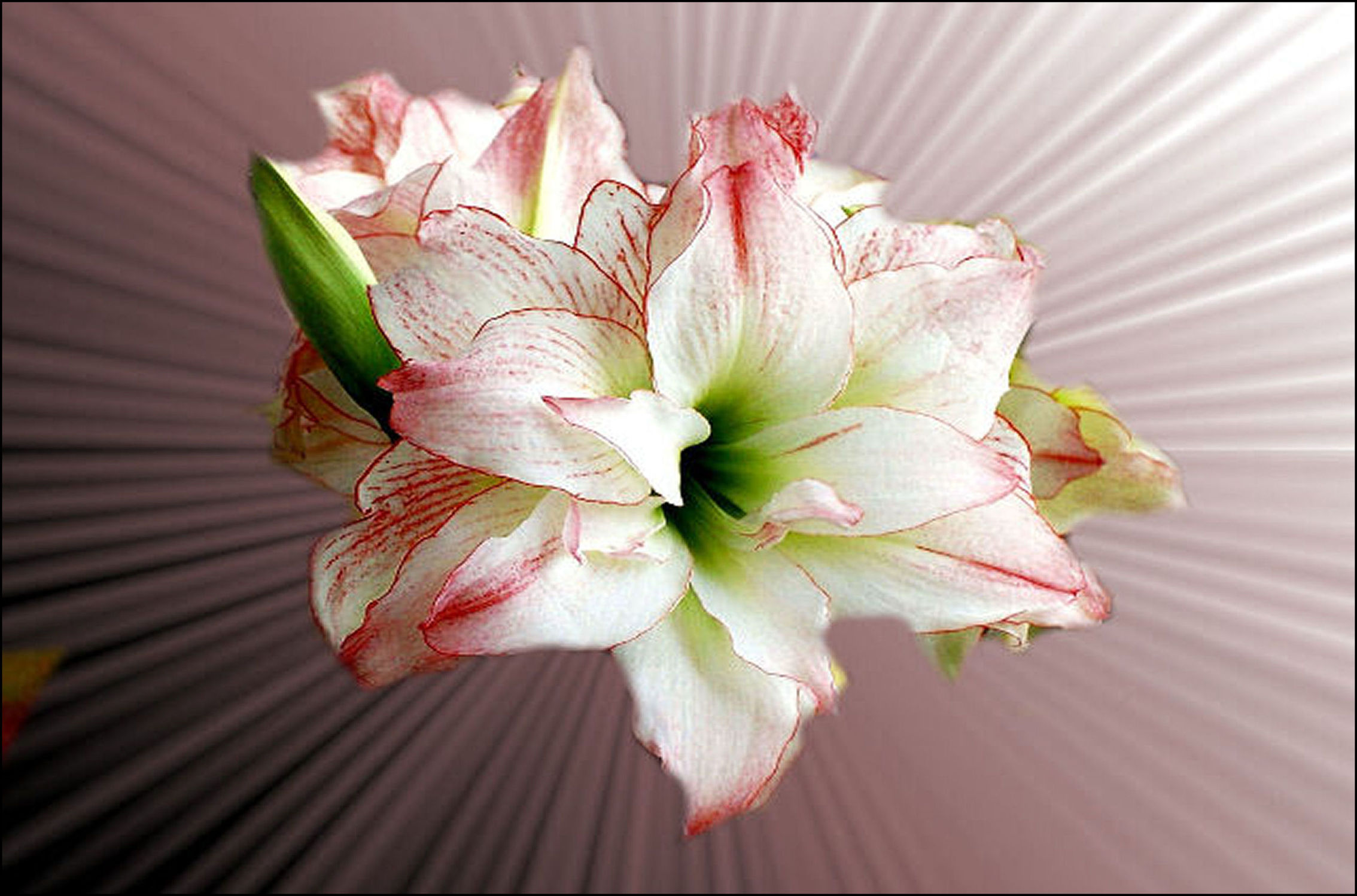 Bild mit Blume, Blütenzauber, Digitale Kunst, DigitalArt, Digitales, Blumiges, blüte