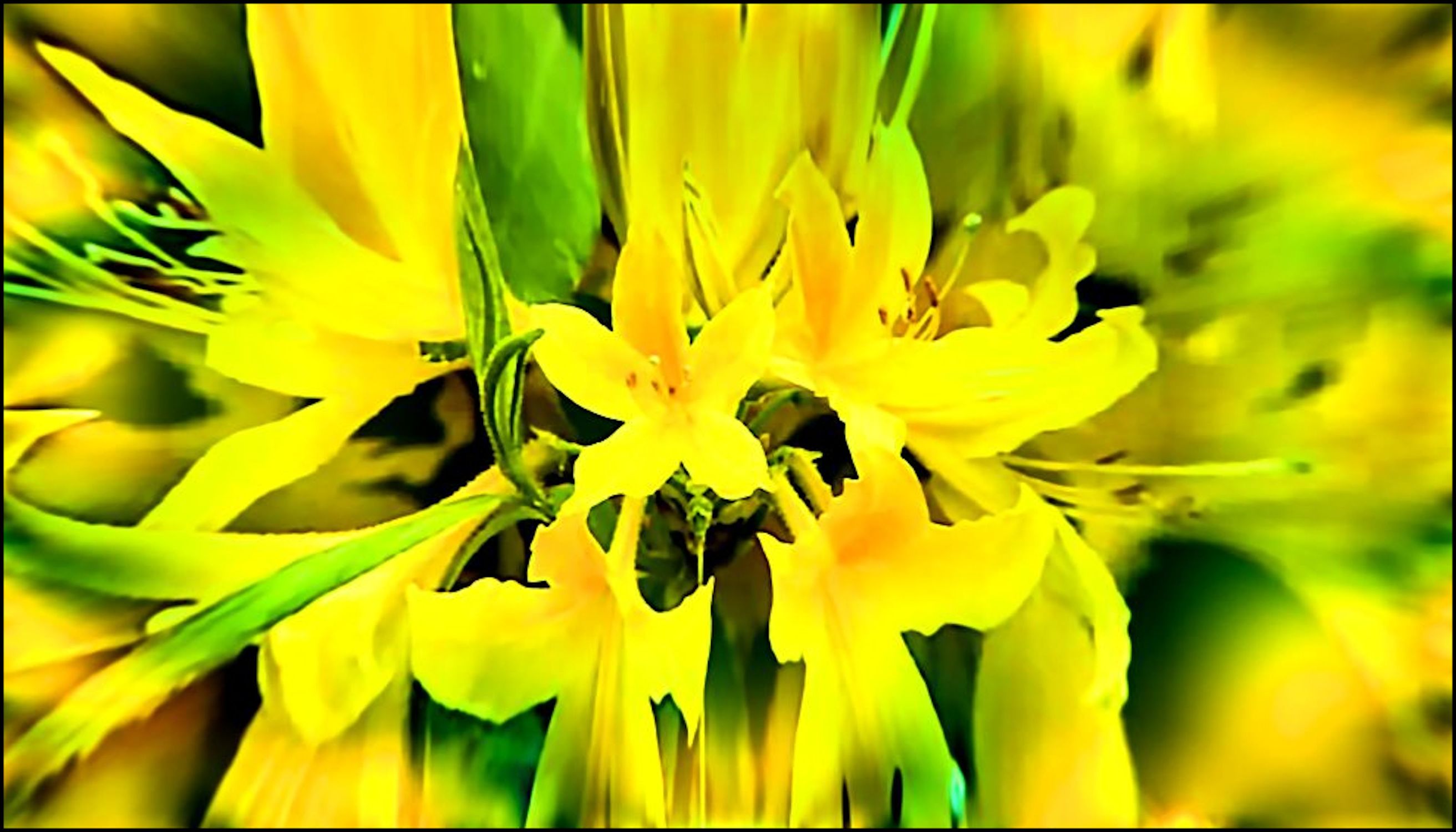 Bild mit Makroaufnahme, Blütenzauber, Blumen im Makro, Blumiges, Blumenmakro, Digitale Blumen