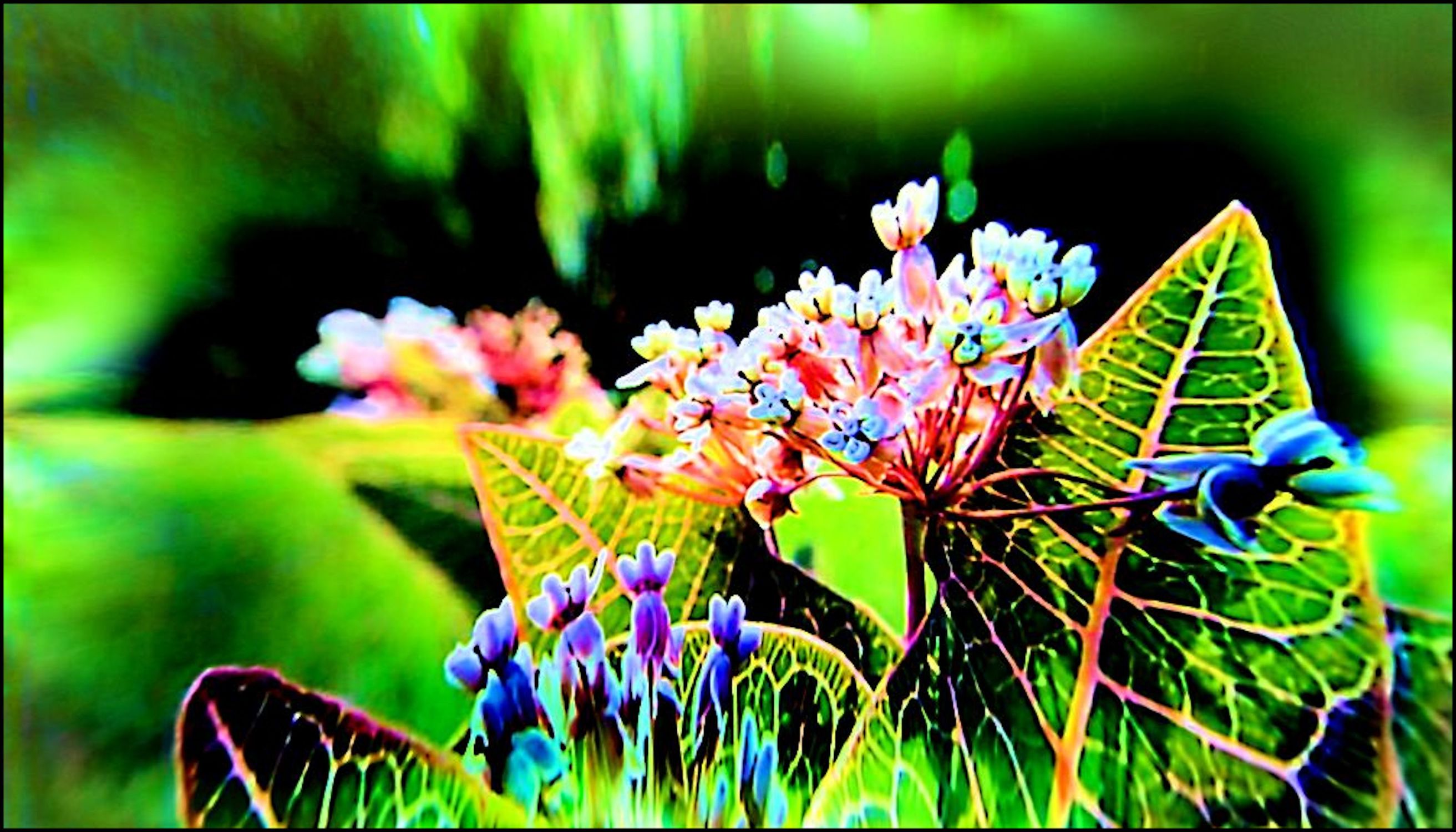 Bild mit Blütenzauber, Blumen im Makro, Blumiges, Blumenmakro, Blumenmakro