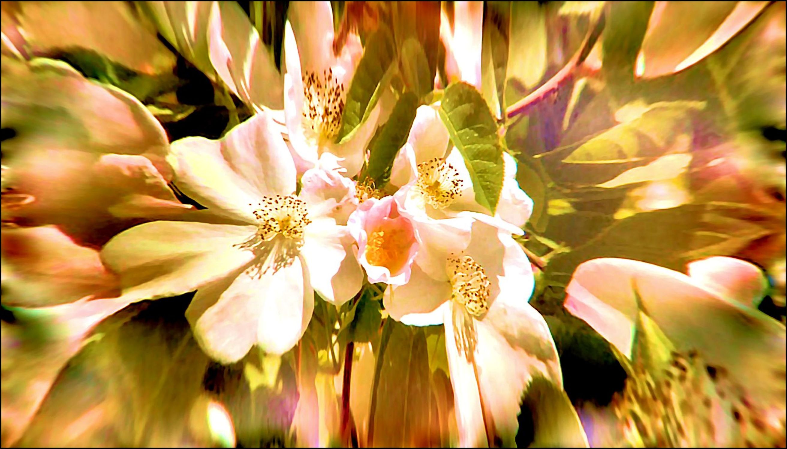 Bild mit Blütenzauber, Blumiges, Blumenmakro, Digitale Blumen