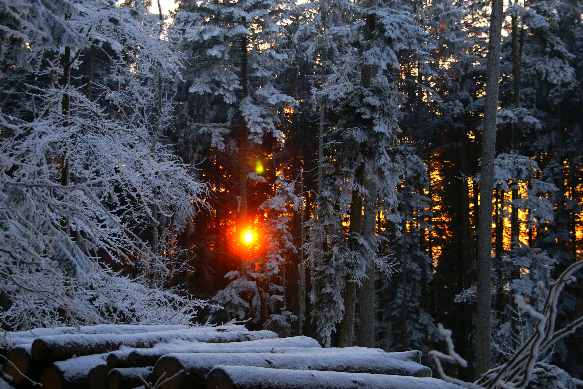 Bild mit Natur, Bäume, Winter, Wälder, Wald, Baum, Sonnenlicht