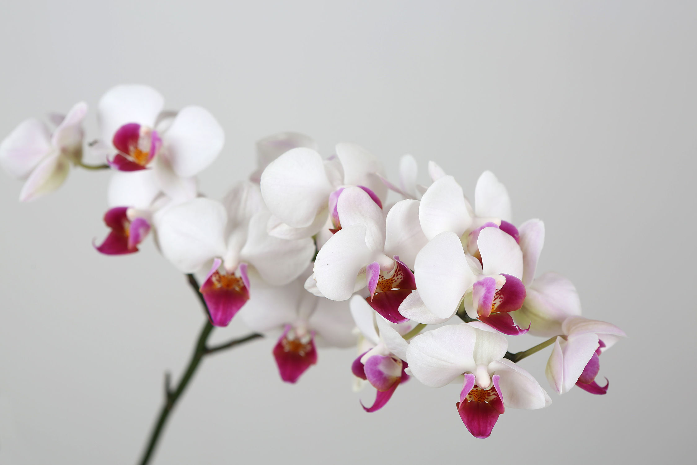Bild mit Blumen, Weiß, Orchideen, Blume, Orchidee, Pflanze, pink, Dekoration, Zimmenpflanze, Orchideengewächs