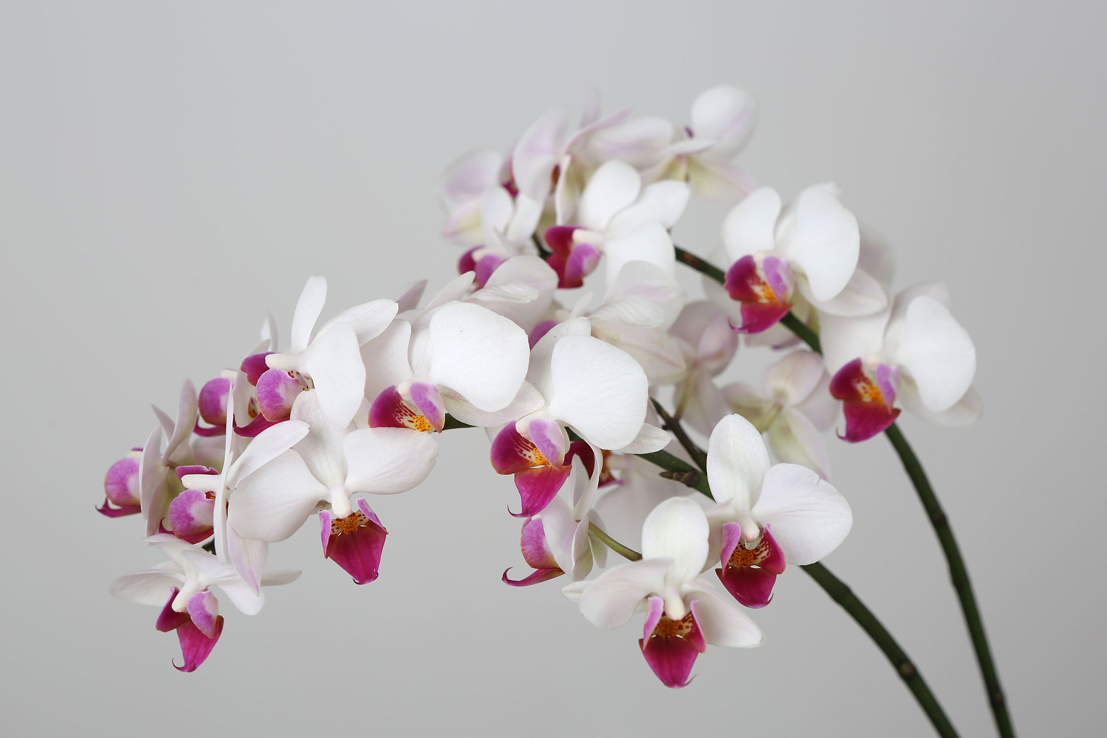 Bild mit Blumen, Weiß, Orchideen, Blume, Orchidee, Pflanze, pink, Dekoration, Zimmenpflanze, Orchideengewächs