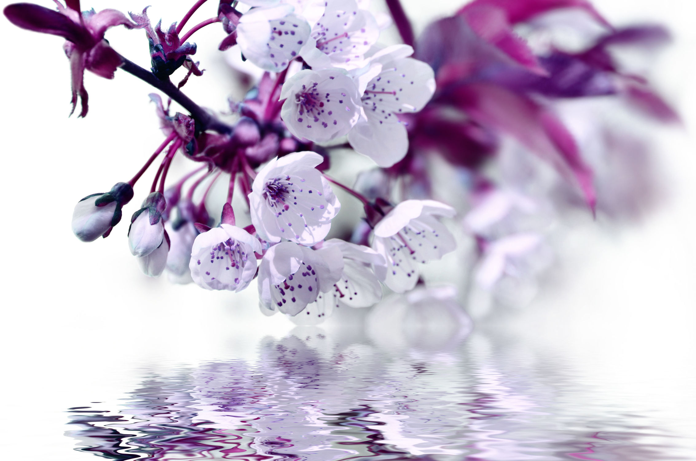 Bild mit Blumen, Weiß, Lila, Violett, Frühling, Blume, Makro, Spiegelung, Blumen und Pflanzen, blüte, Zweige, Wasserspiegelung, Zweig, baumblüte, frühlingsblüte