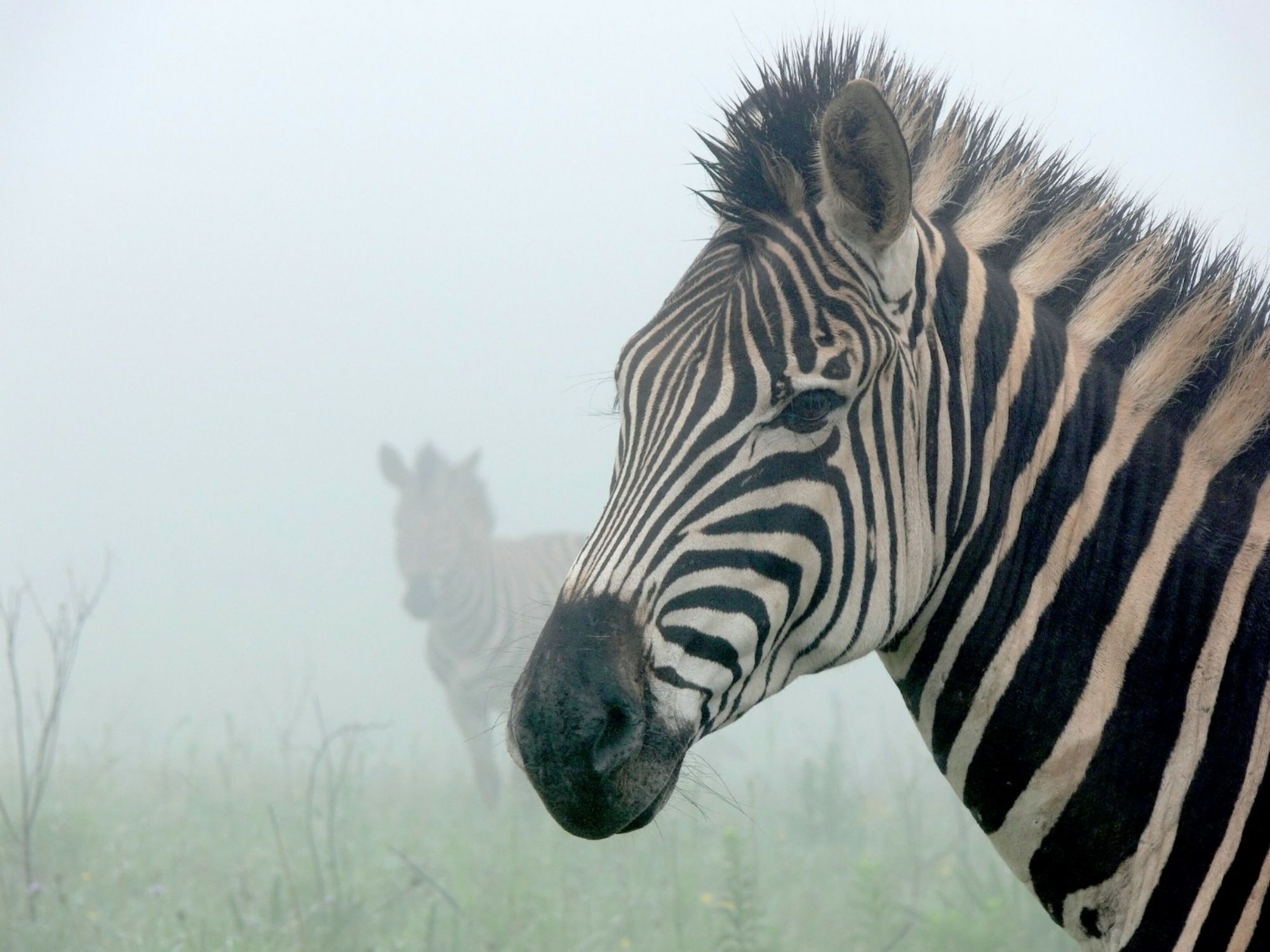 Bild mit Tiere, Natur, Nebel, Tier, Afrika, Zebra, Zebras, Zebraherde, safari