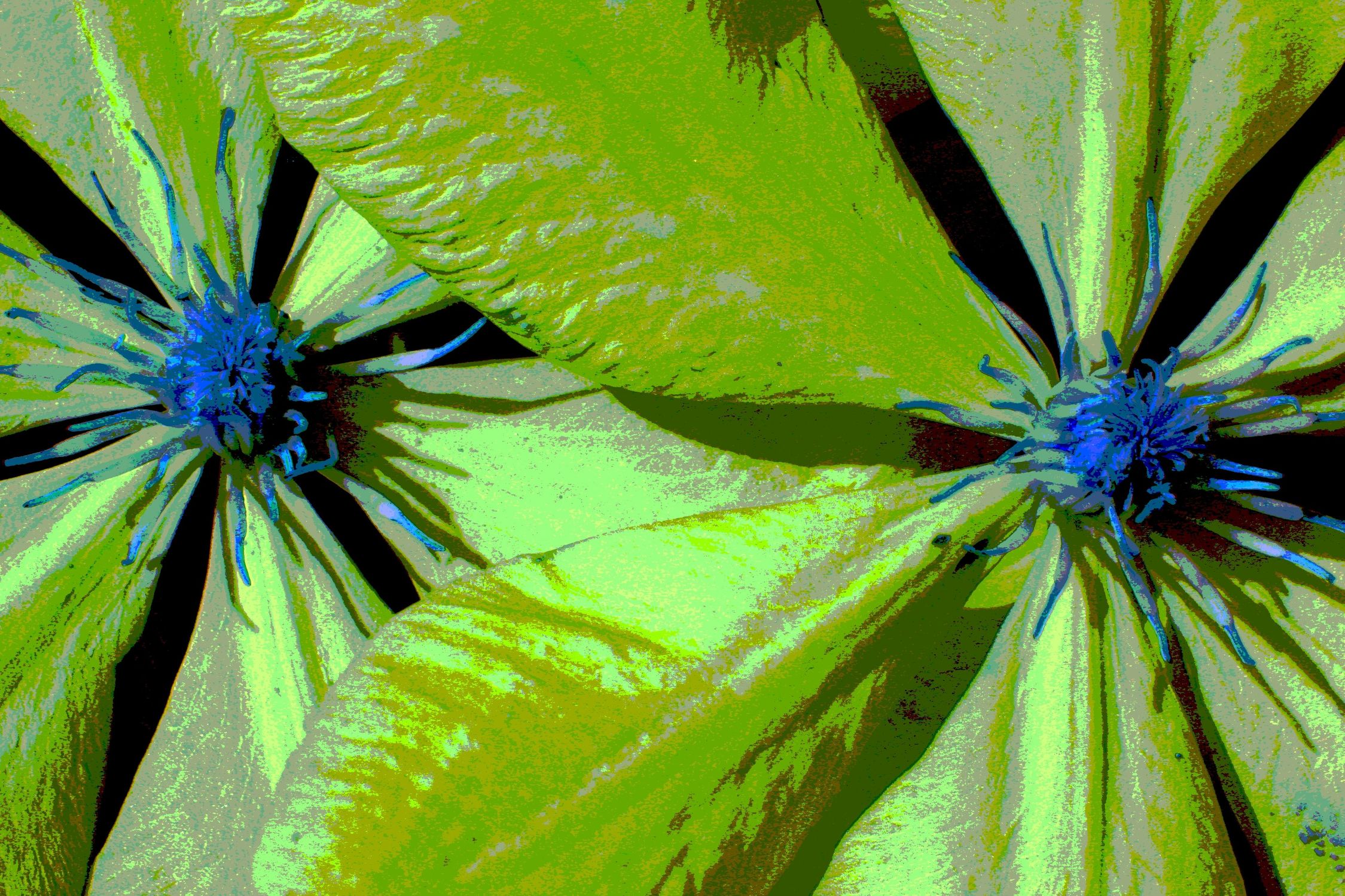 Bild mit Grün, Pflanzen, Blumen, Blau, Makrofotografie, Blume, Pflanze, Abstrakt, Blüten, Clematis, Blütenblätter