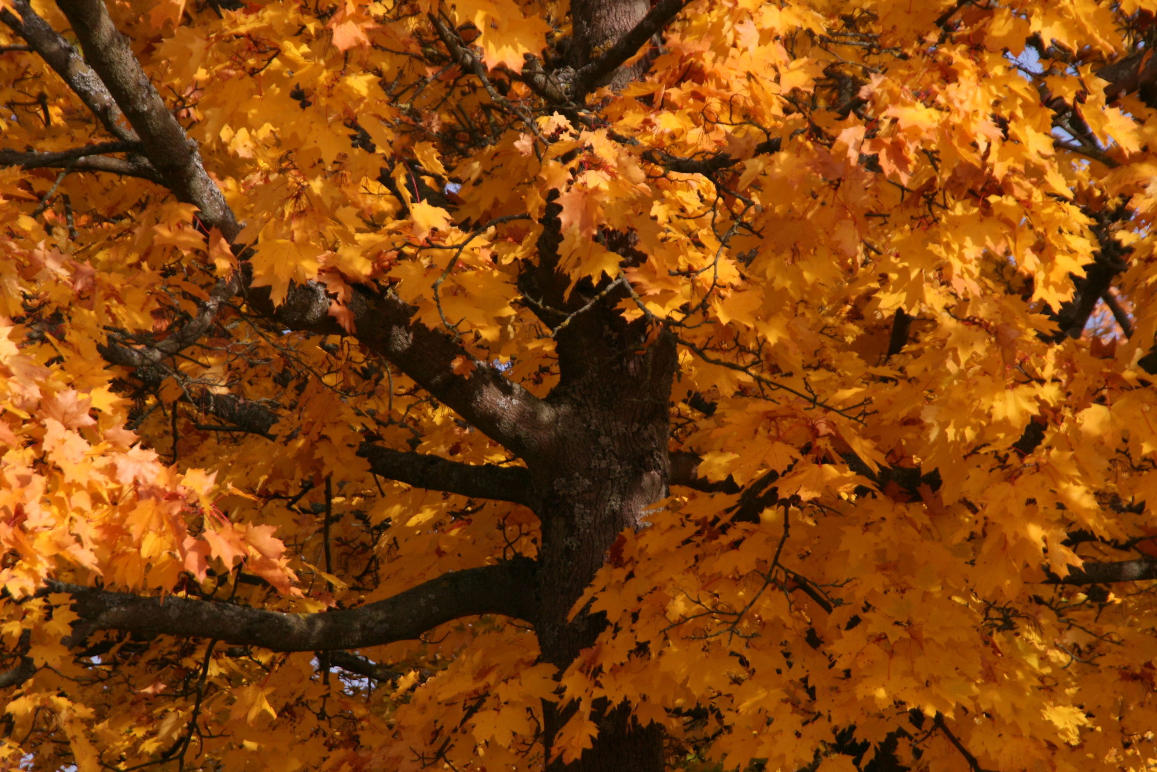 Bild mit Natur, Holz, Herbst, Baum, Tree, Park, Park, Herbstblätter, garten, Ahorn, leaves, stamm, autumn