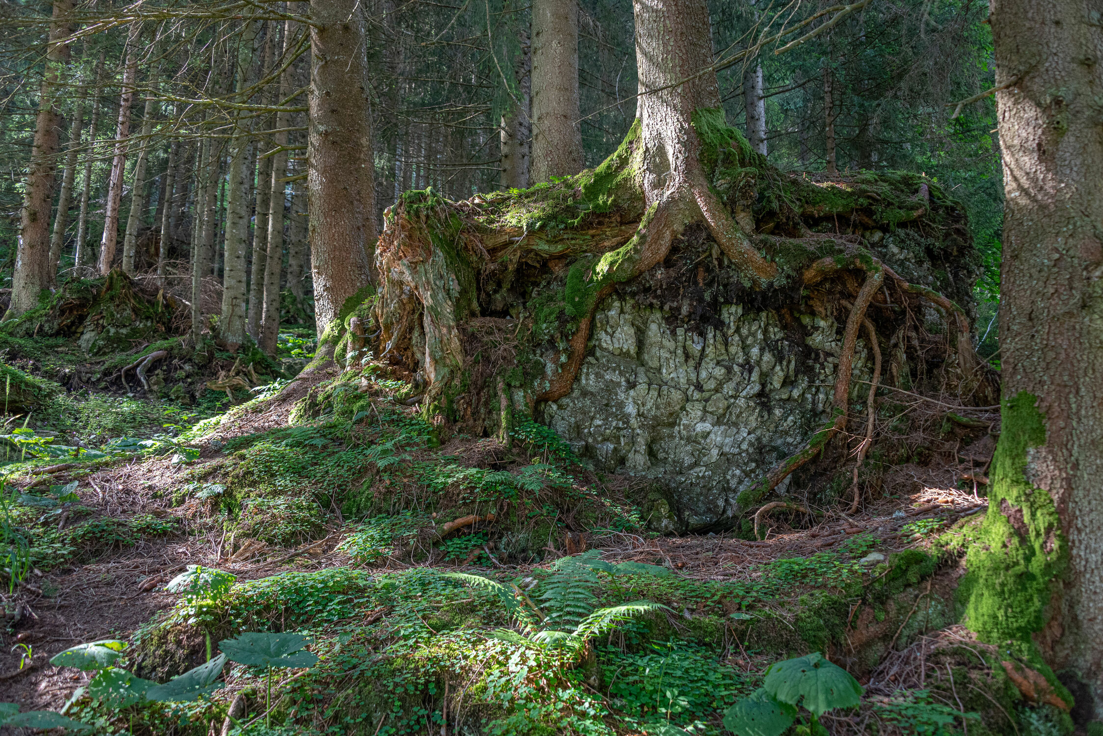 Bild mit Wälder, Wald, Waldlichtung, Märchenwald, Märchen Wald, Waldblick, Mystik, mystisch