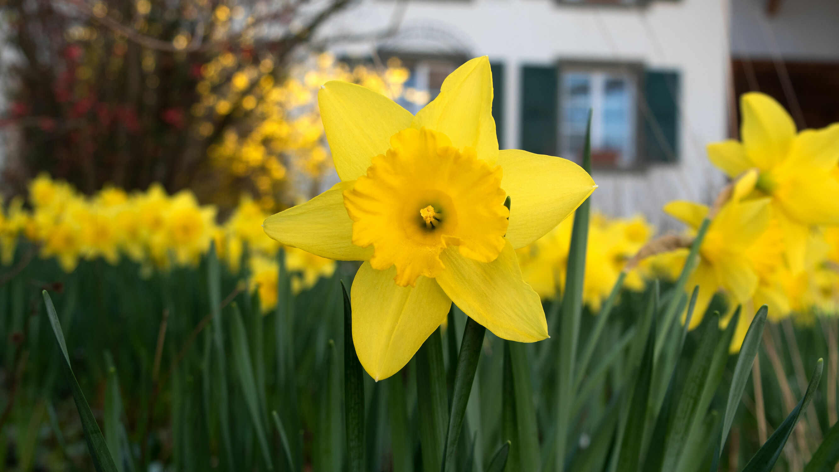 Bild mit Gelb, Natur, Blumen, Frühling, Makroaufnahme, Gartenblumen, frisch, Gelbe Narzisse