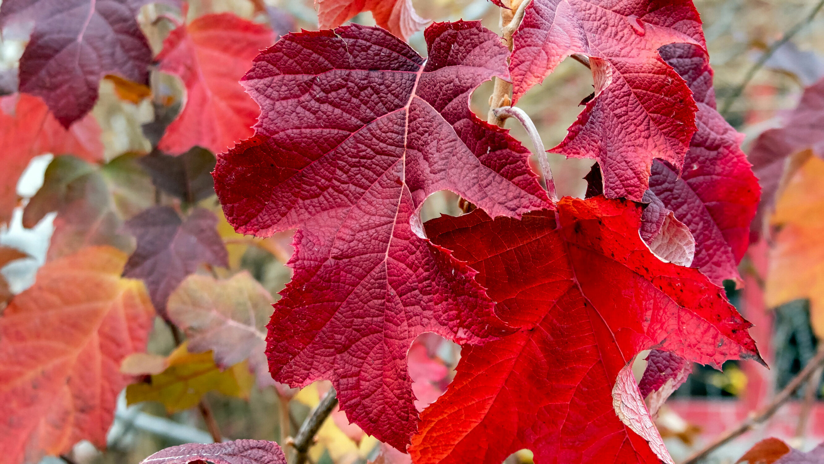 Bild mit Rot, Herbst, Makrofotografie, Makroaufnahme, farbenfroh, Details
