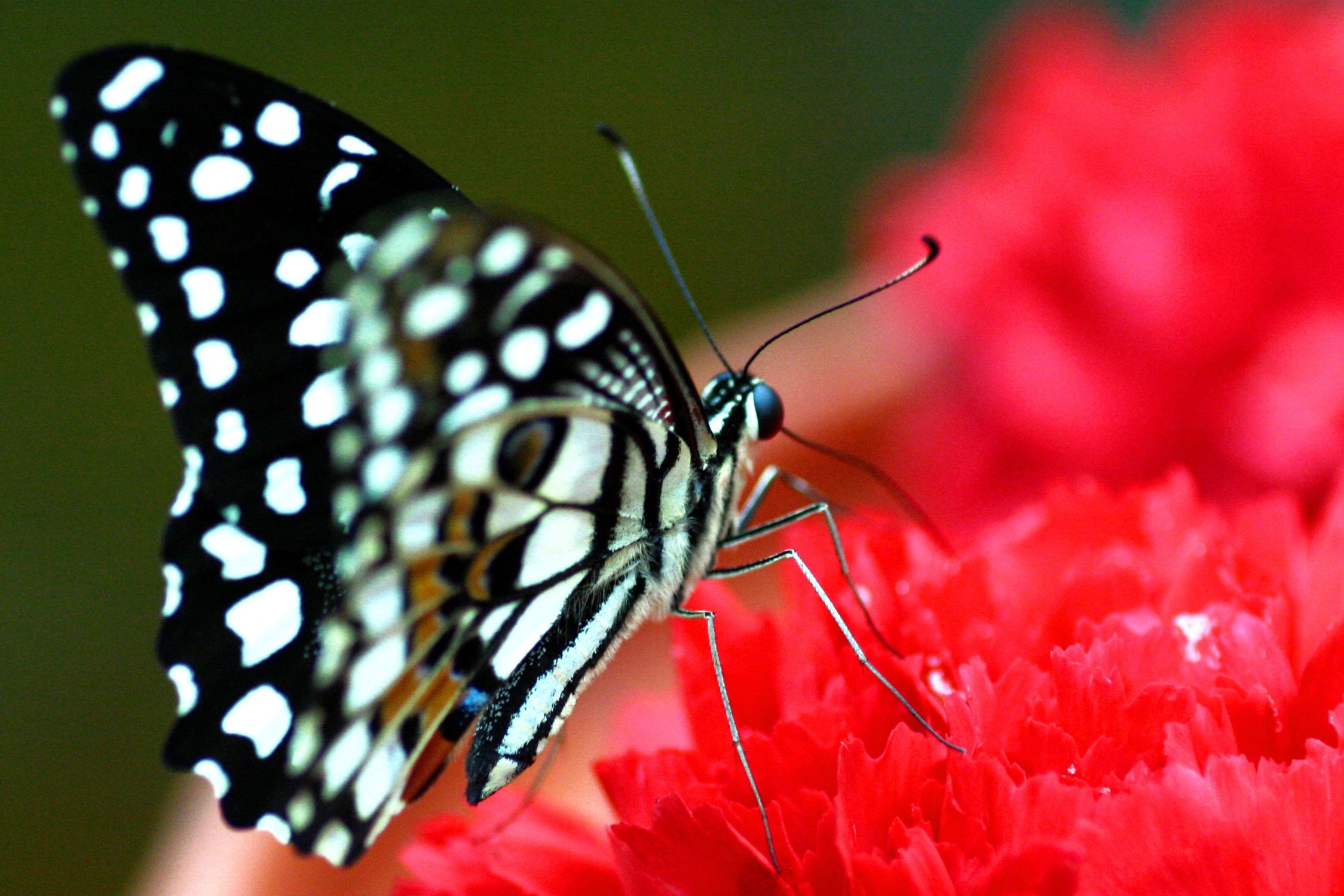 Bild mit Tiere, Natur, Pflanzen, Insekten, Schmetterlinge, Monarchfalter